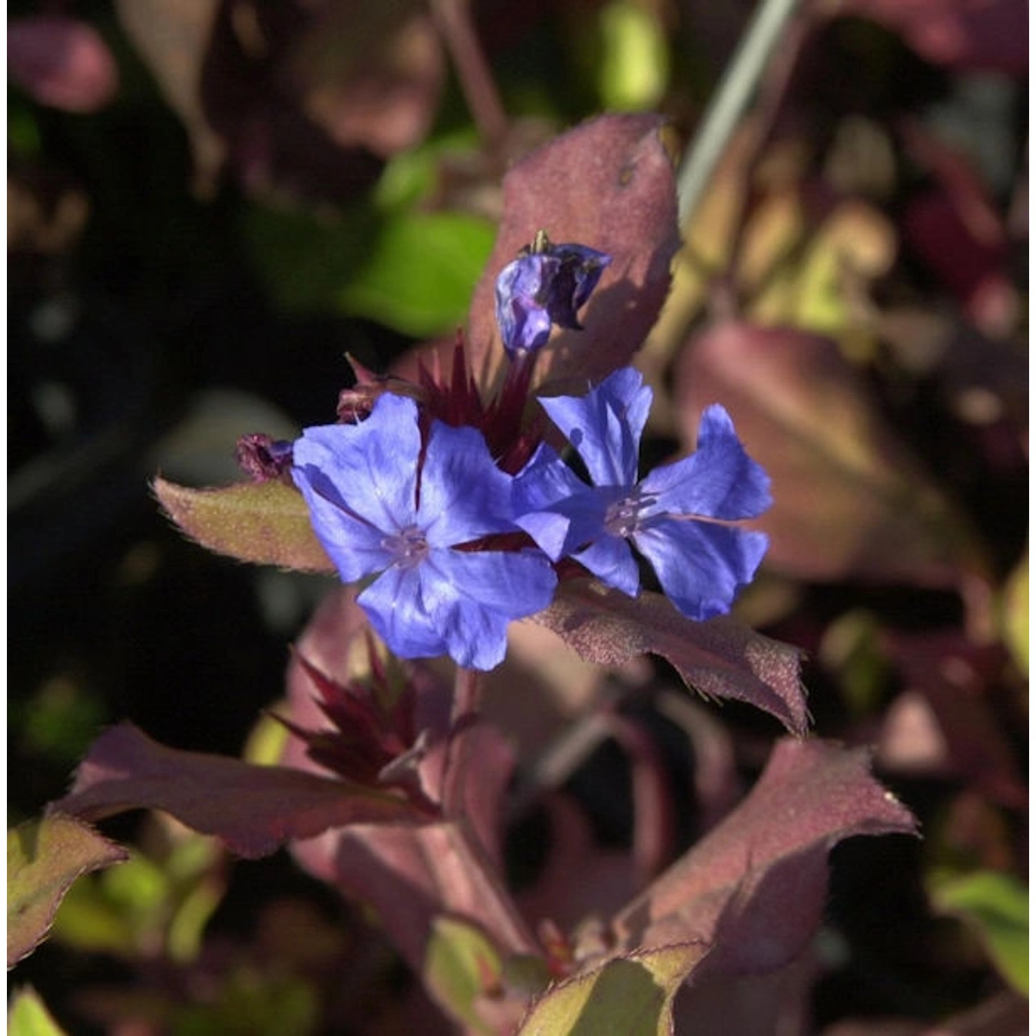 Chinesischer Bleiwurz - Ceratostigma plumbaginoides günstig online kaufen