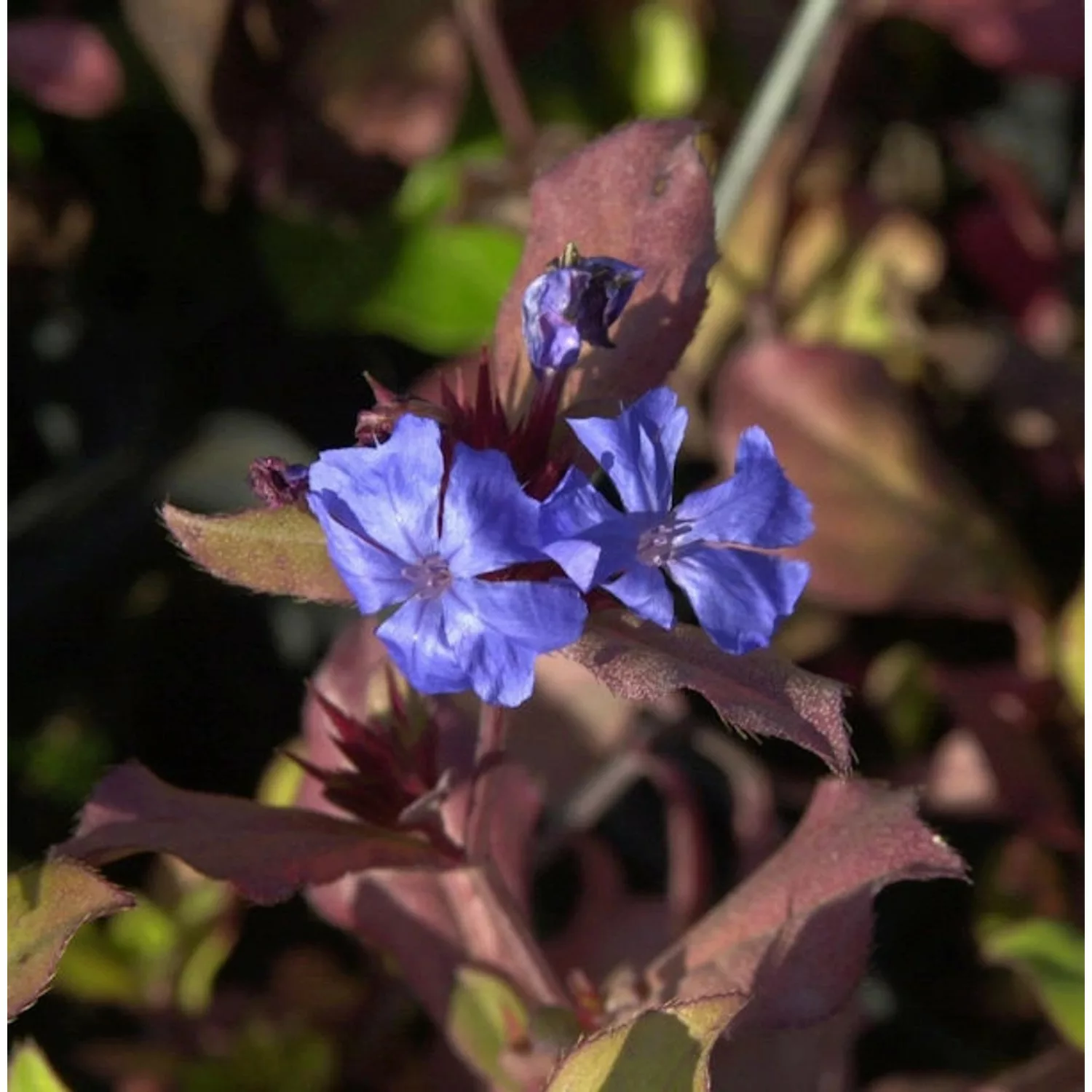 Chinesischer Bleiwurz - Ceratostigma plumbaginoides günstig online kaufen