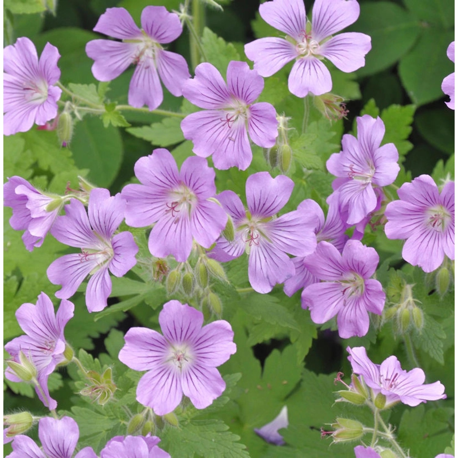 Storchschnabel Sirak - Geranium Gracile günstig online kaufen