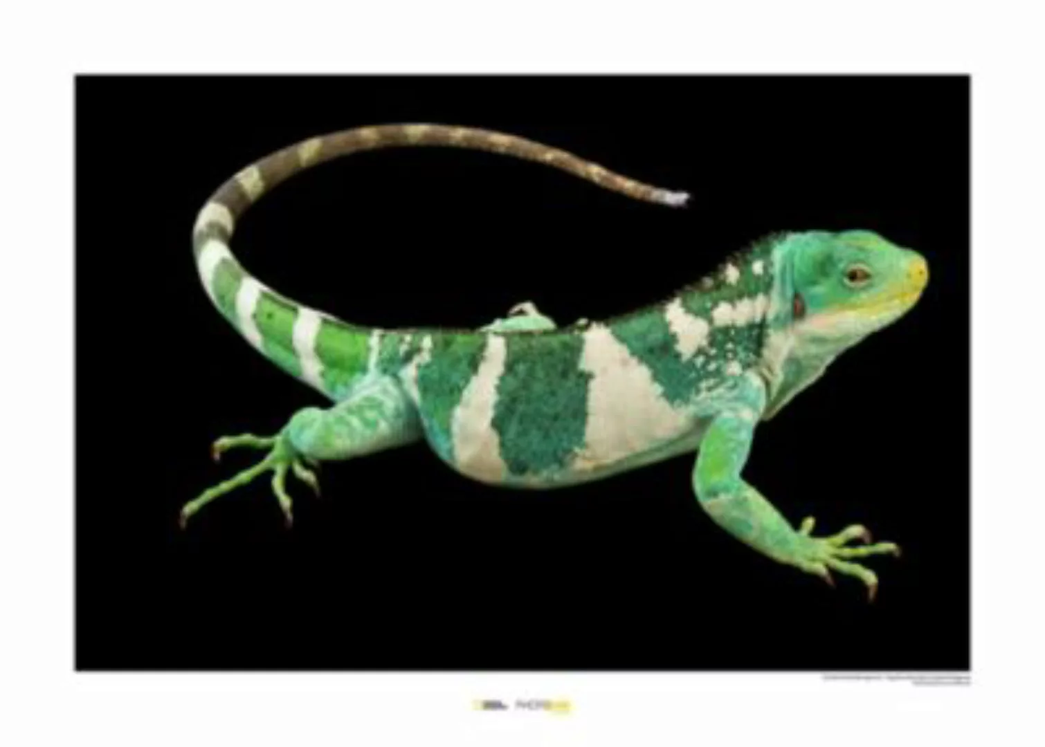 KOMAR Wandbild - Fiji Island Banded Iguana - Größe: 70 x 50 cm mehrfarbig G günstig online kaufen