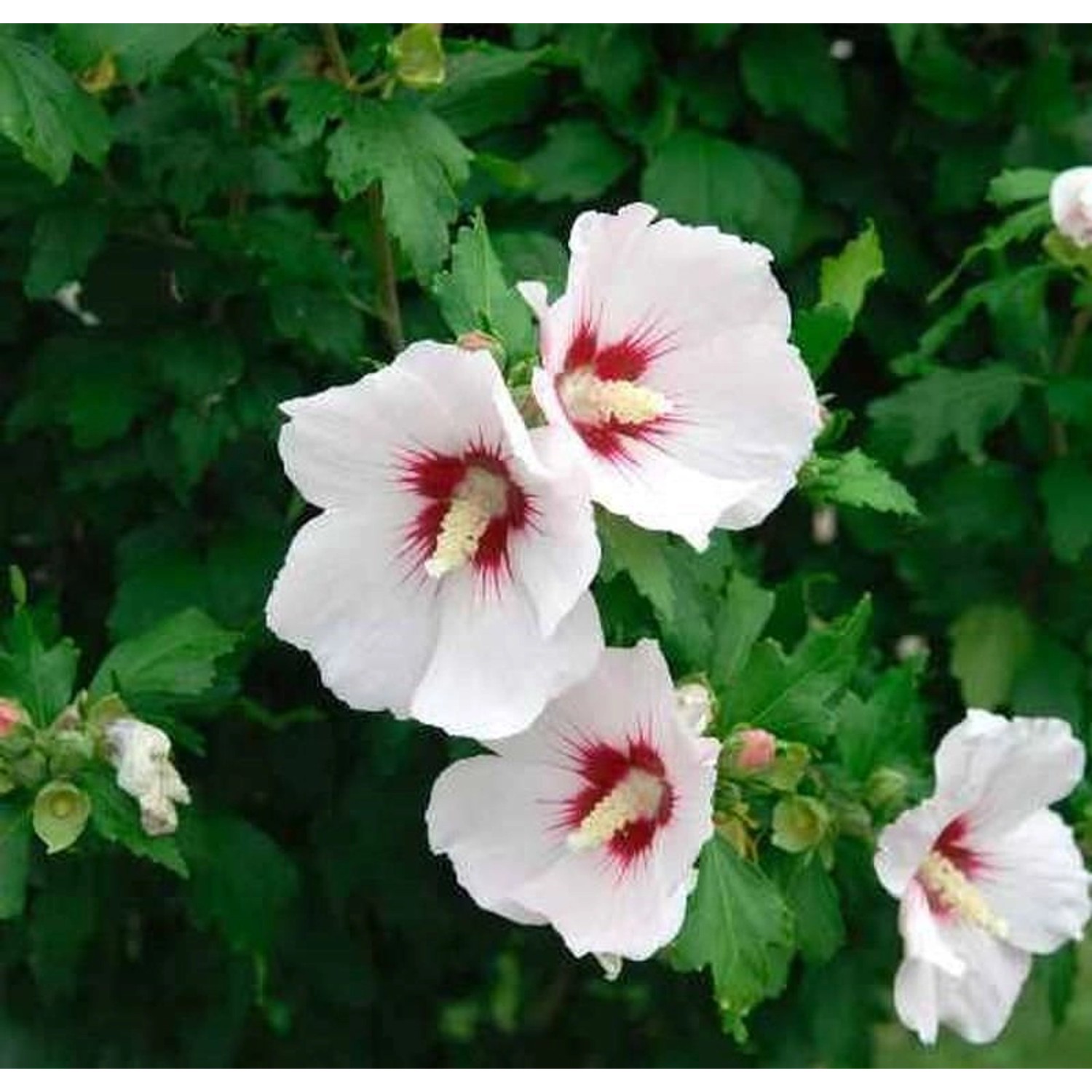 Garteneibisch Helen 40-60cm - Hibiscus günstig online kaufen