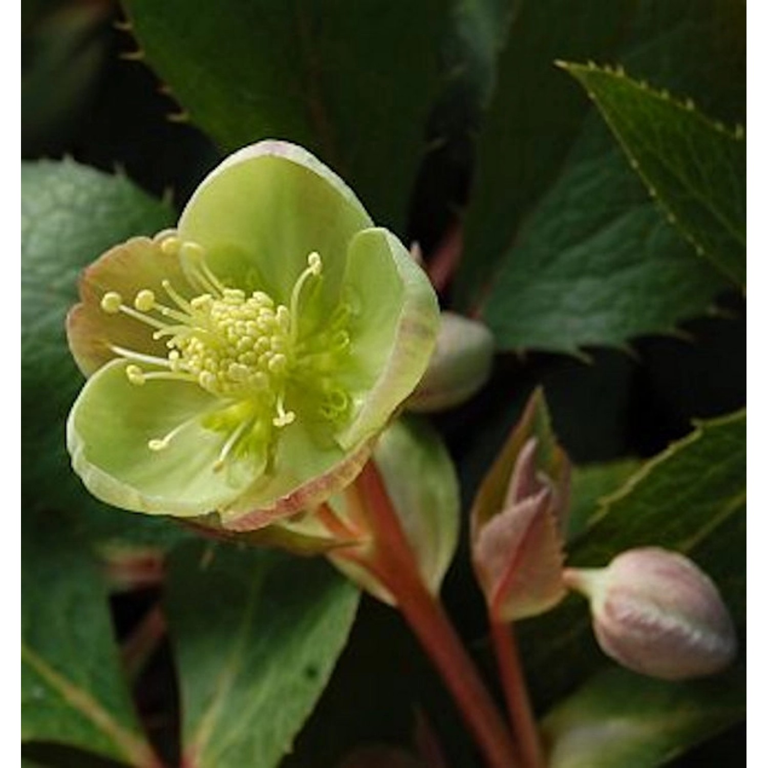 Christrose Lenzrose Sterni - Helleborus sternii günstig online kaufen