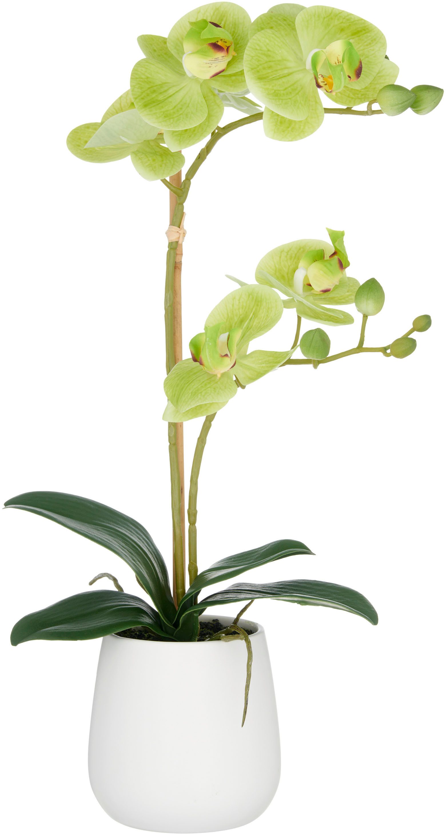 Kunstorchidee Orchidee Phalaenopsis, Creativ green, Höhe günstig online kaufen