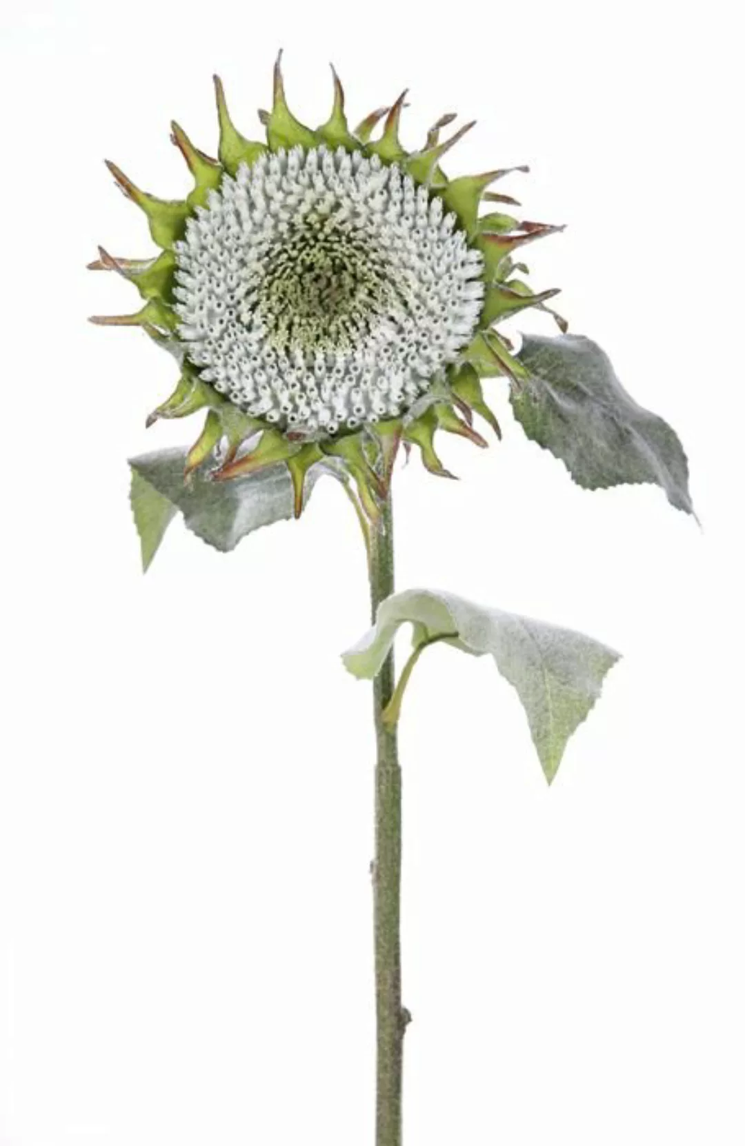 Flower & Style Kunstpflanzen & -blumen Sonnenblume Girasole weiss-grün 80 c günstig online kaufen