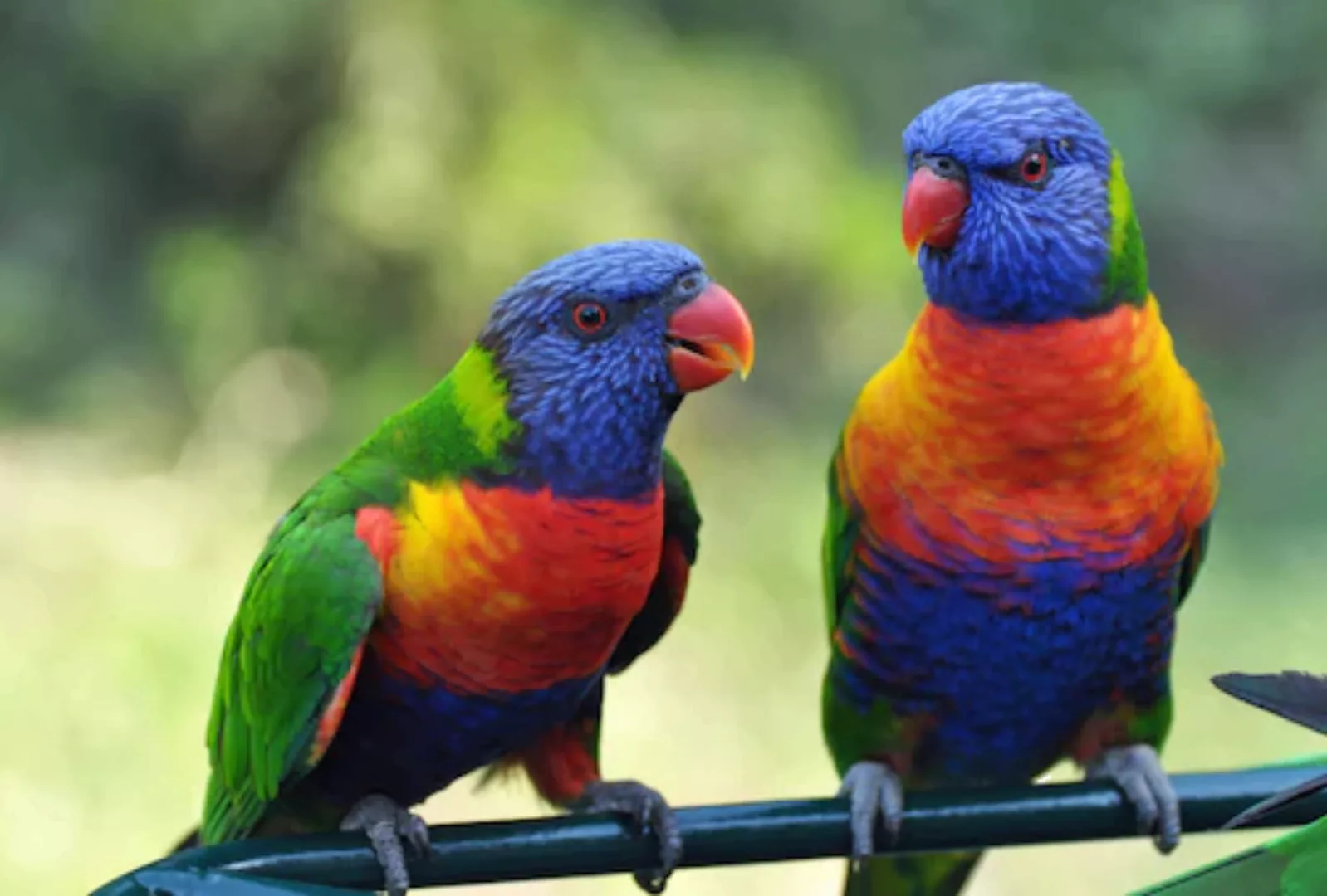 Papermoon Fototapete »Rainbow Lorikeets Birds« günstig online kaufen