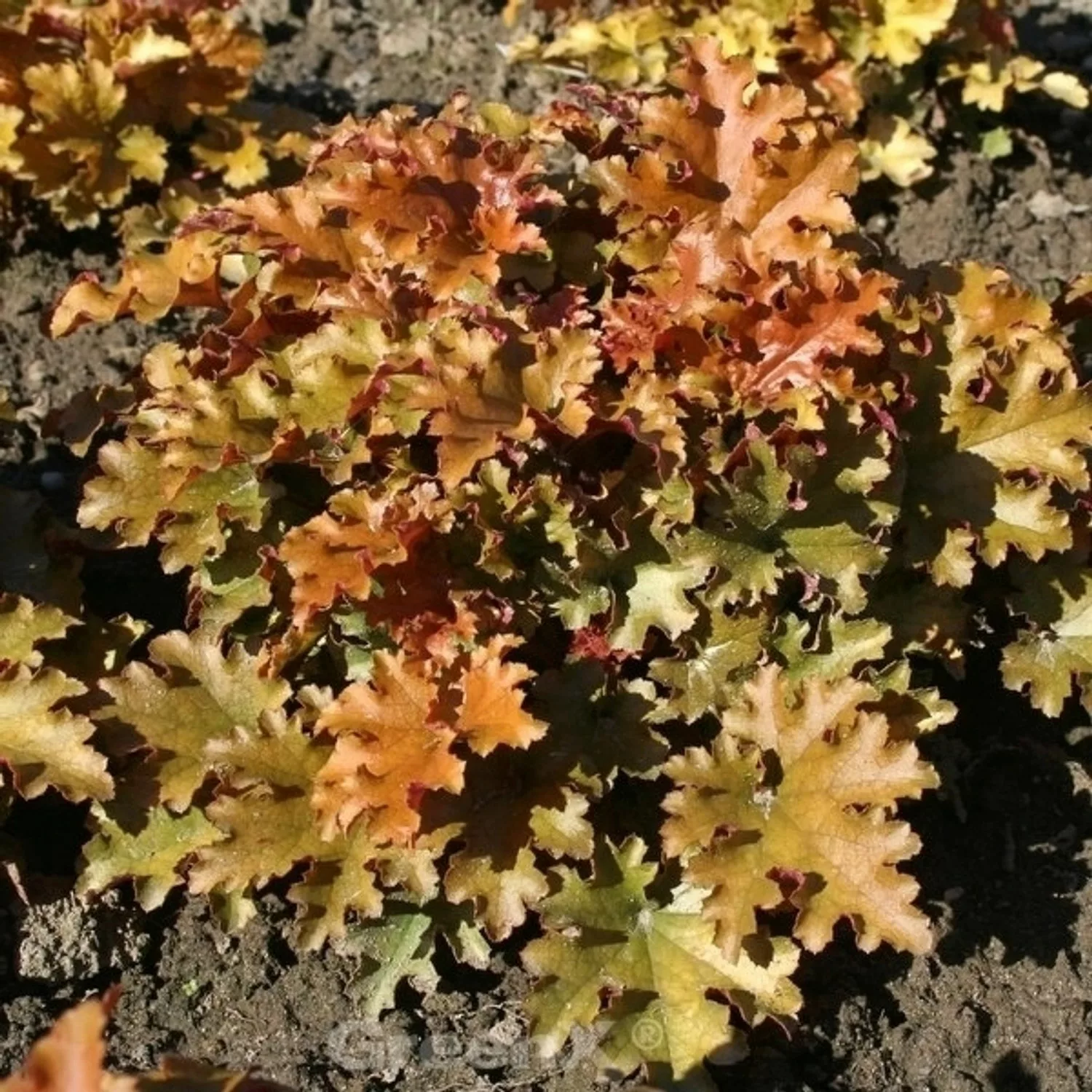 Purpurglöckchen Marmalade - großer Topf - Heuchera villosa günstig online kaufen