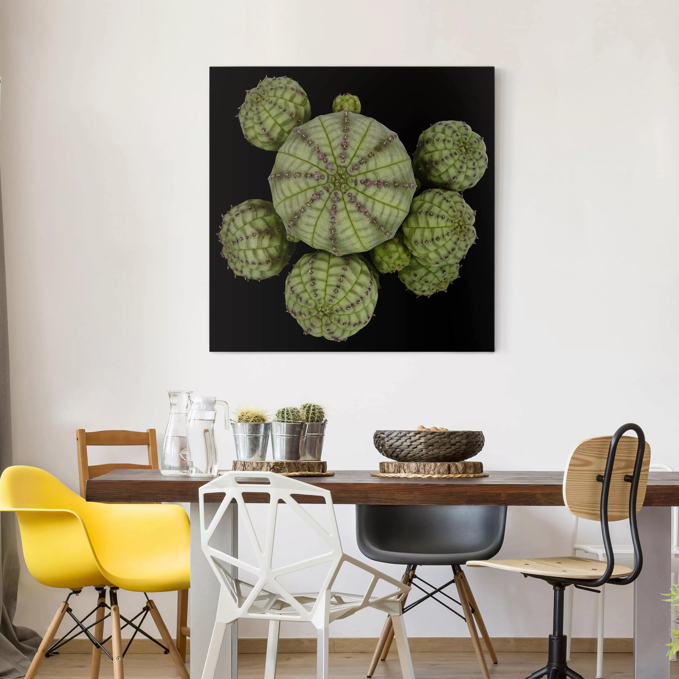 Leinwandbild Botanik - Quadrat Euphorbia - Seeigelwolfsmilch günstig online kaufen