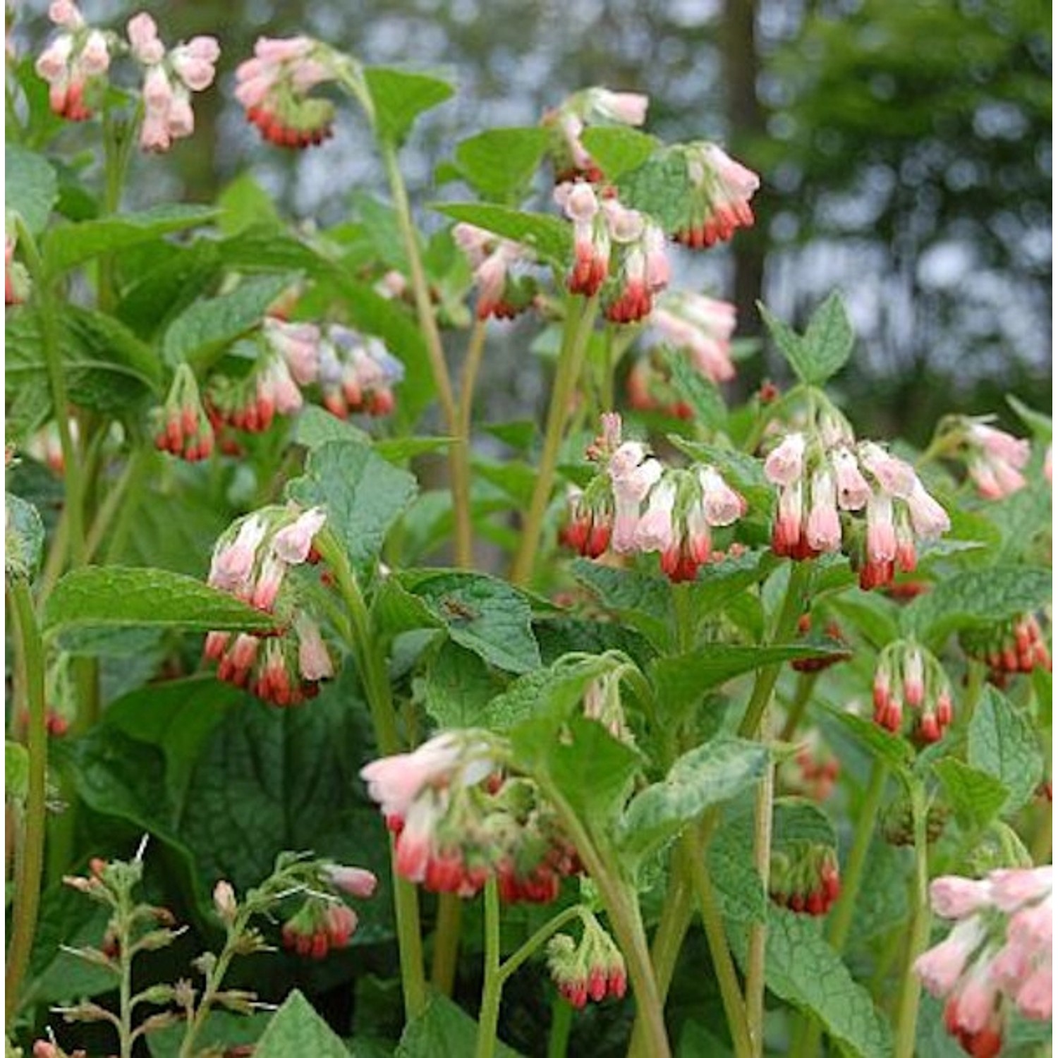 Kaukasus Beinwell Hidcote Pink - Symphytum grandiflorum günstig online kaufen