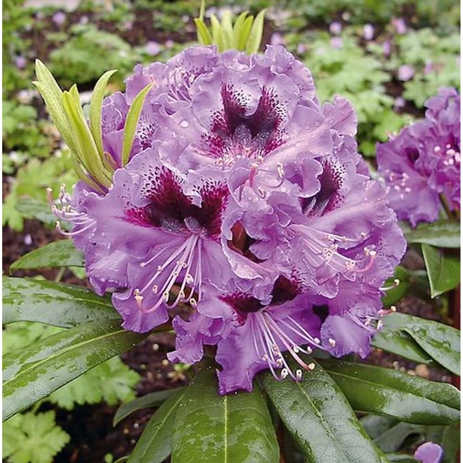 Großblumige Rhododendron Blaue Jungs 30-40cm - Alpenrose günstig online kaufen