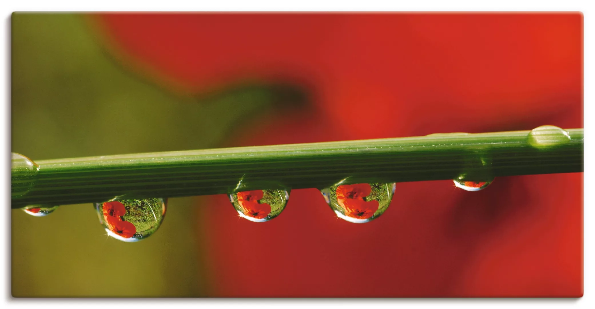 Artland Leinwandbild "Mohnblüten, Wassertropfen", Blumen, (1 St.), auf Keil günstig online kaufen