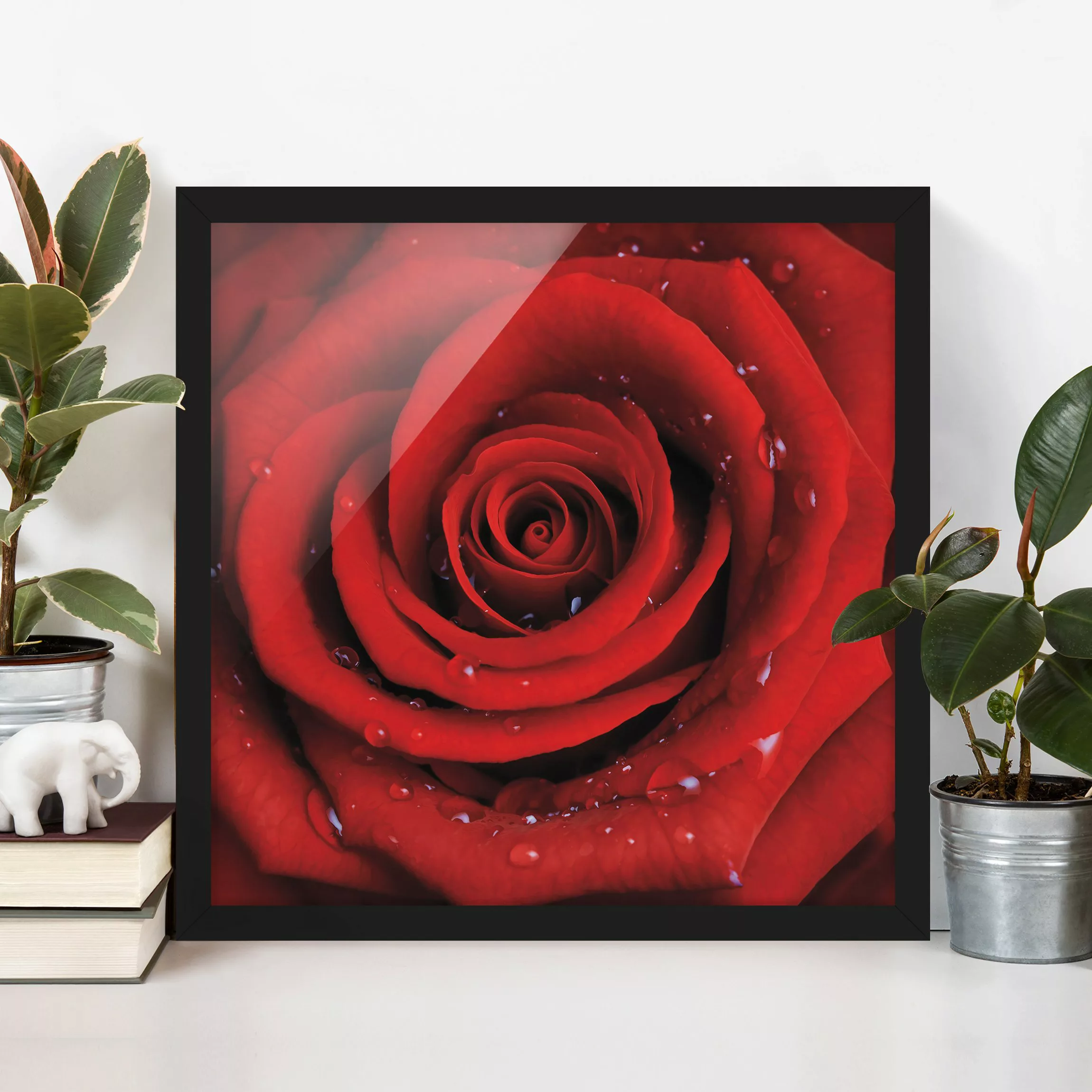 Bild mit Rahmen Blumen - Quadrat Rote Rose mit Wassertropfen günstig online kaufen