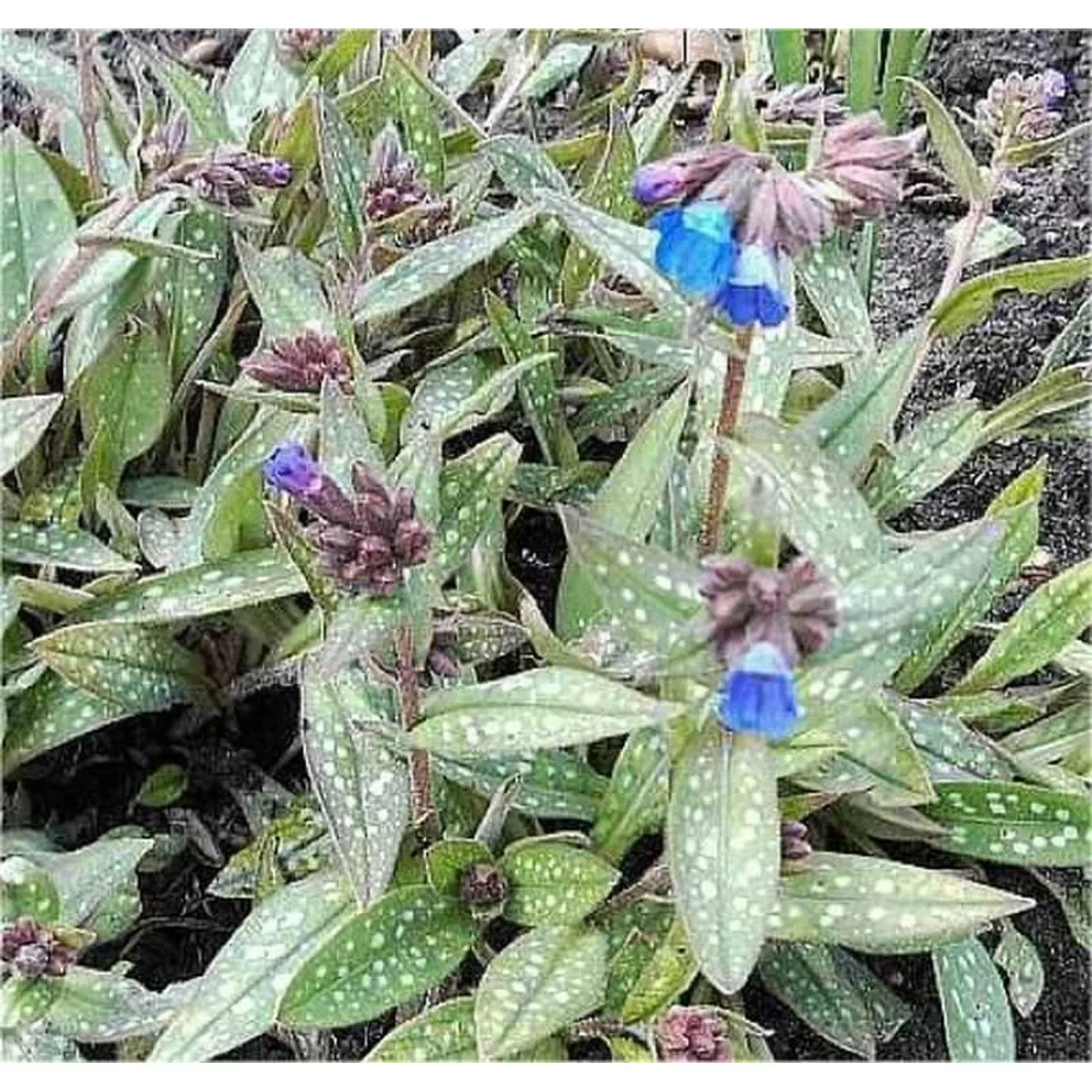 Lungenkraut Blauer Hügel - Pulmonaria longifolia günstig online kaufen