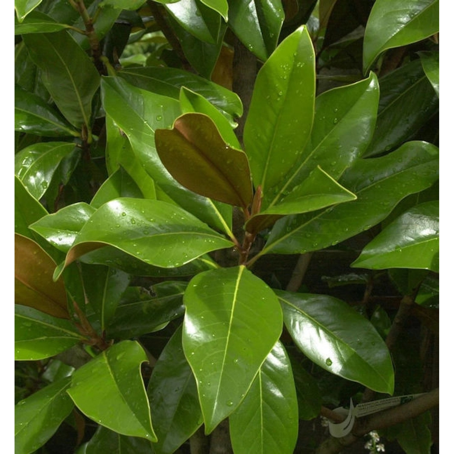 Immergrüne Magnolie Galissoniere 60-80cm - Magnolia grandiflora günstig online kaufen