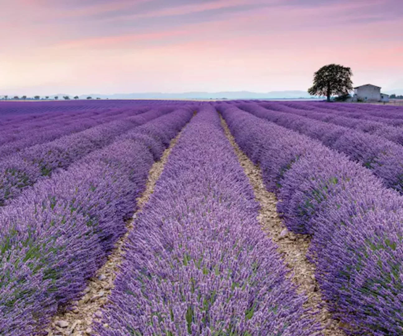 Komar Vliestapete »Provence« günstig online kaufen