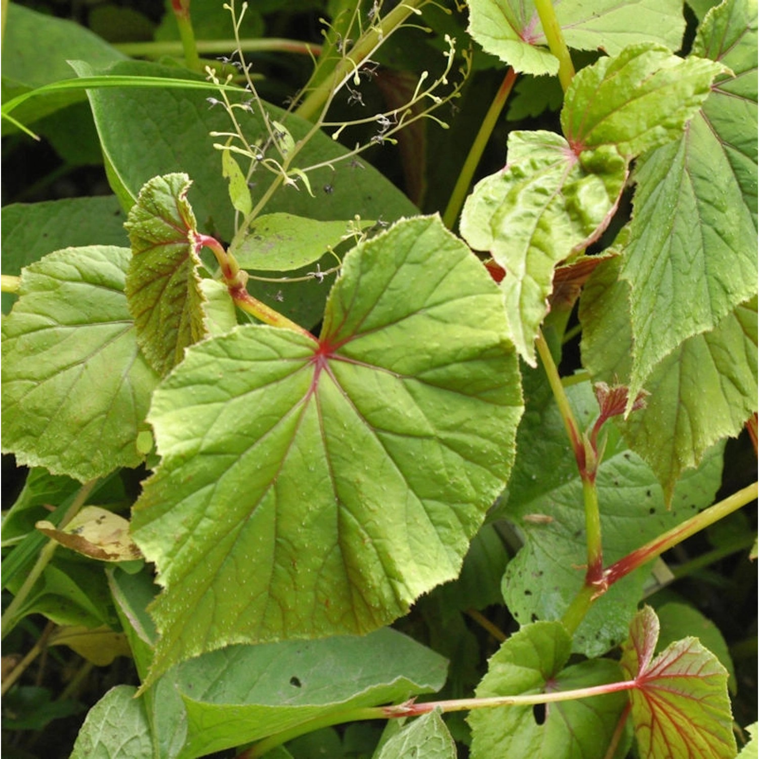 Japan Schiefblatt Alba - Begonia grandis günstig online kaufen