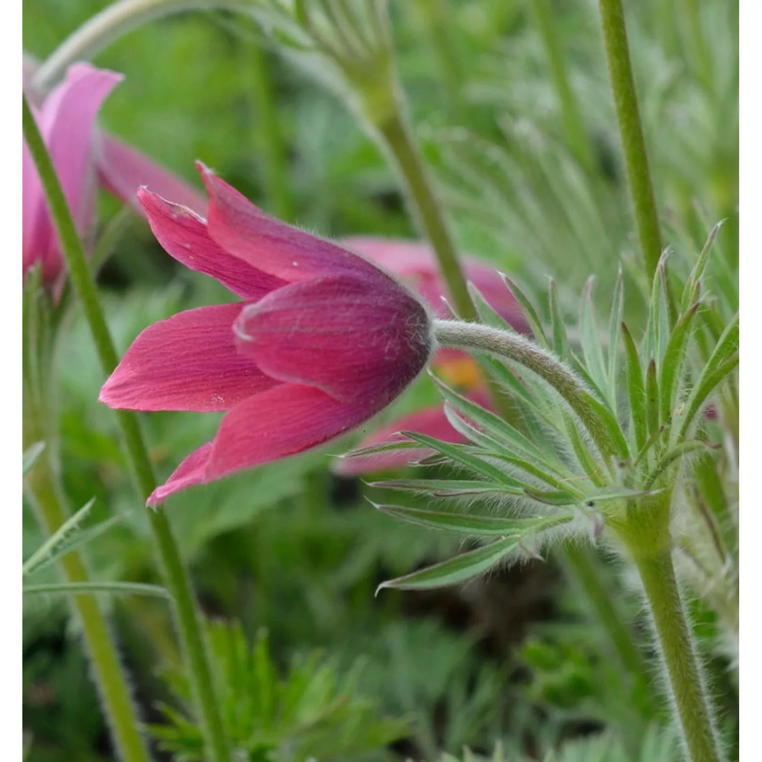 Küchenschelle Pinwheel Rot - Pulsatilla vulgaris günstig online kaufen