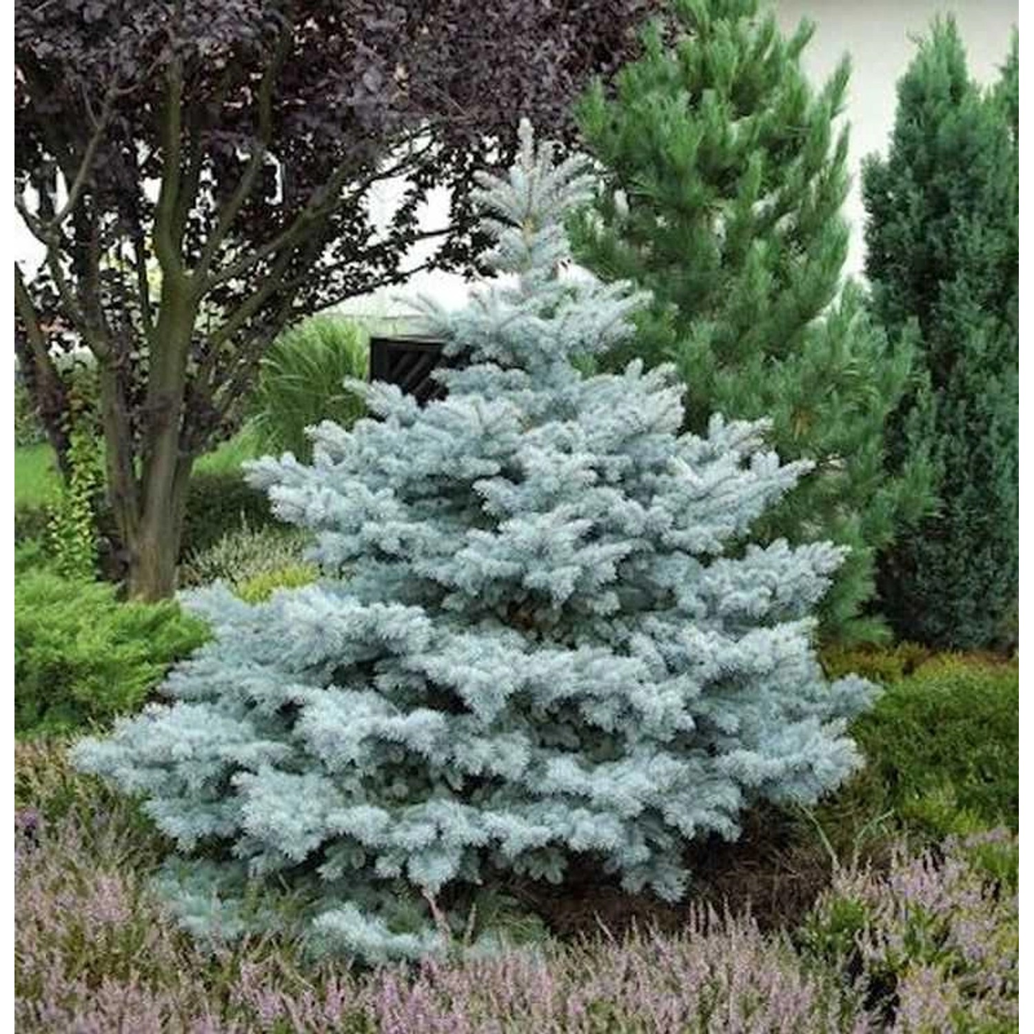 Ediths Blaufichte 40-50cm - Picea pungens günstig online kaufen