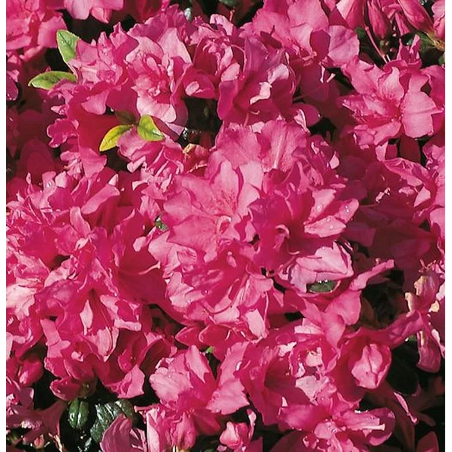 Japanische Azalee Melina 25-30cm - Rhododendron obtusum - Zwerg Alpenrose günstig online kaufen