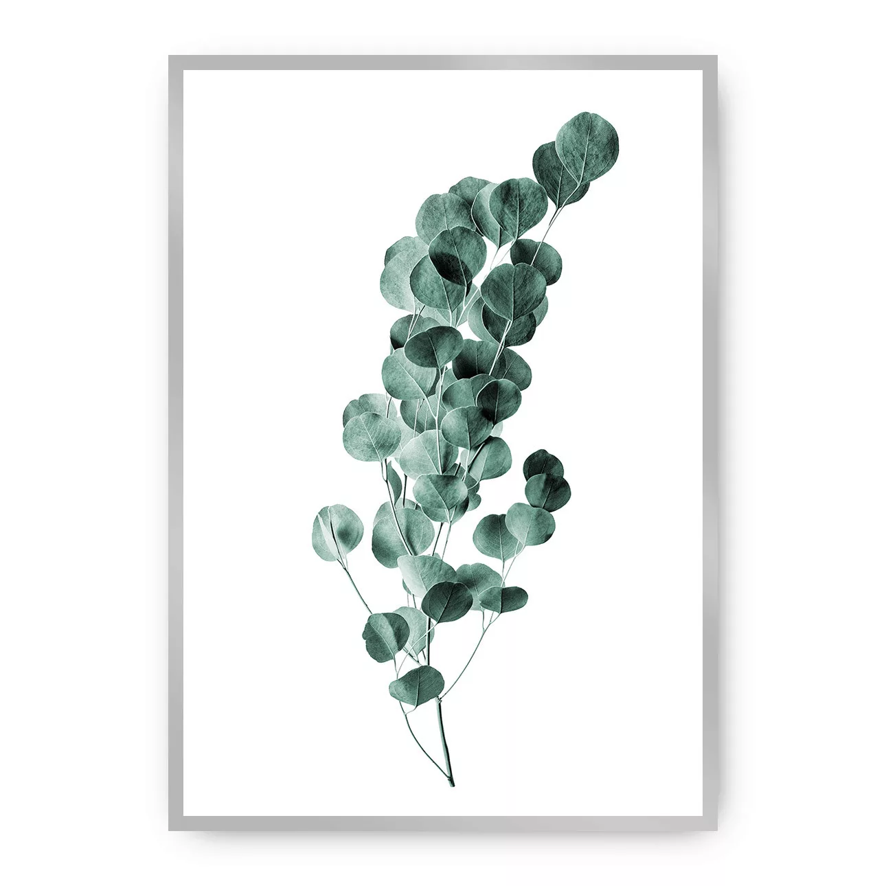 Poster Eucalyptus Emerald Green, 70 x 100 cm, Rahmen wählen: silber günstig online kaufen