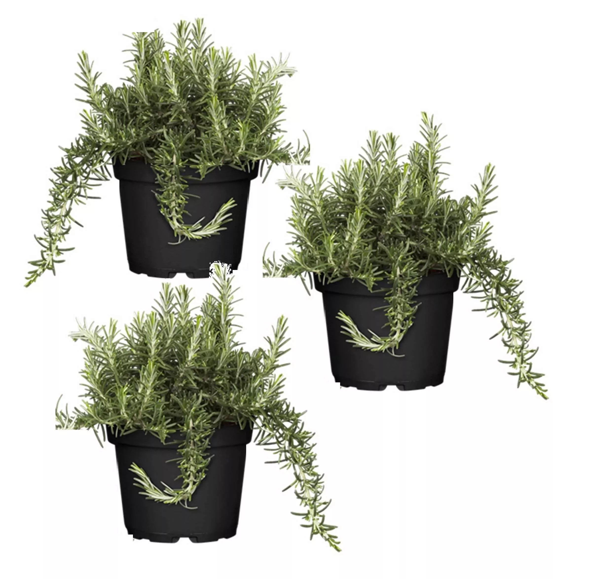 Perfect Plant | 3er-Set Rosmarinus officinale Capri günstig online kaufen