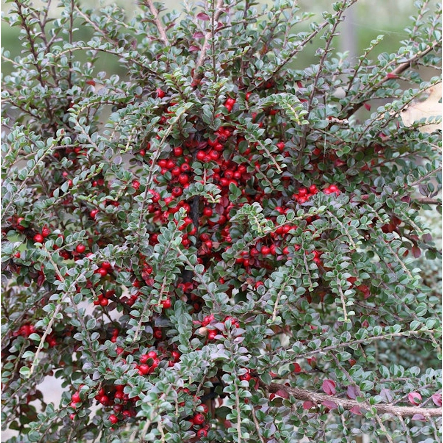 Fächer Felsenmispel 100-125cm - Cotoneaster horizontalis günstig online kaufen