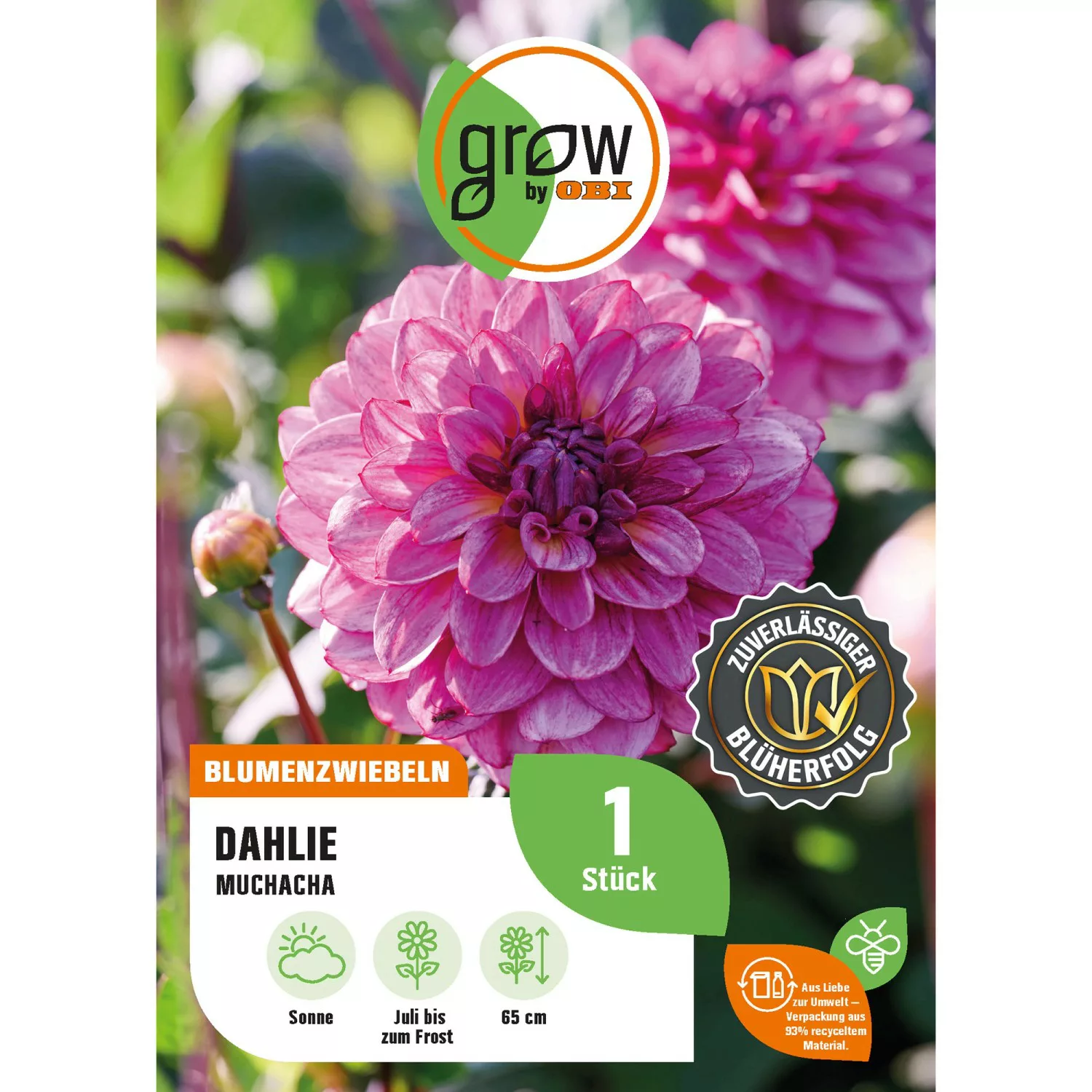 GROW by OBI Dahlie Muchacha Höhe ca. 65 cm günstig online kaufen