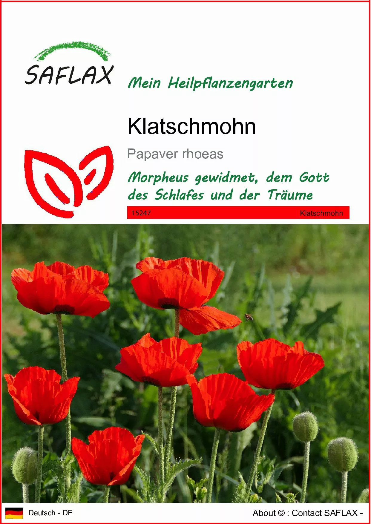 SAFLAX Blumensamen SAFLAX - Samen - günstig online kaufen
