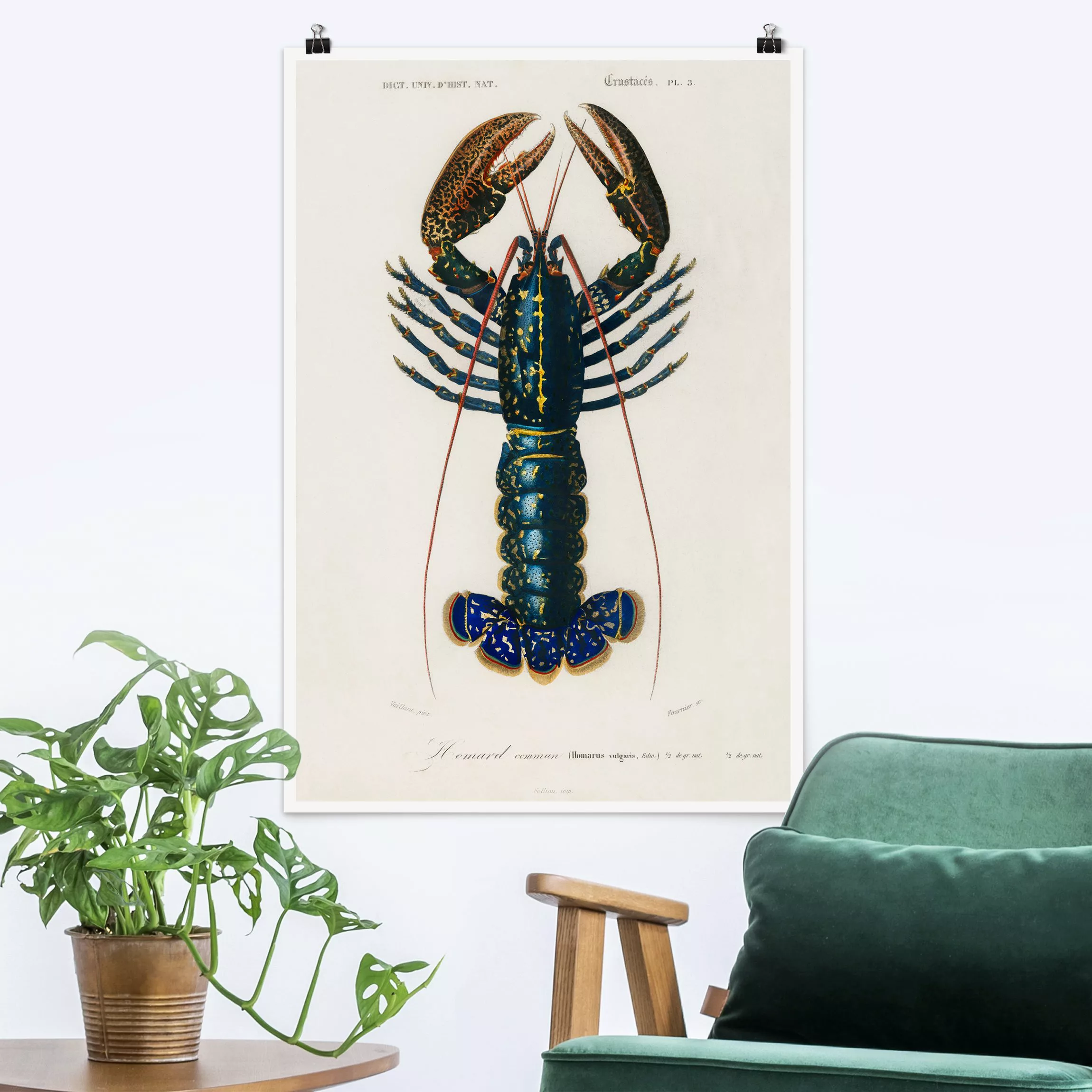 Poster Vintage Lehrtafel Blauer Hummer günstig online kaufen