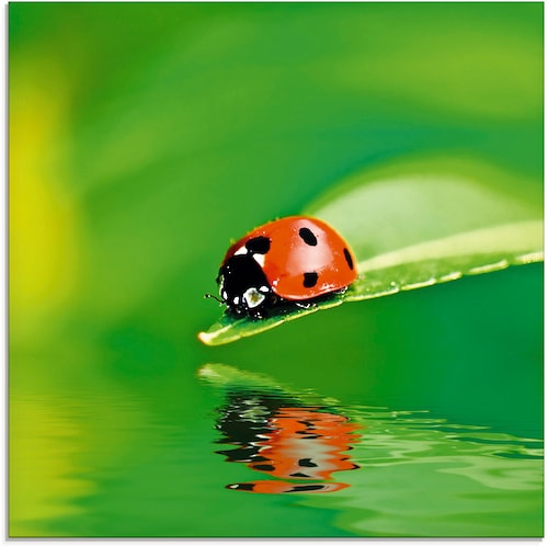 Artland Glasbild "Marienkäfer auf einem Blatt", Insekten, (1 St.), in versc günstig online kaufen