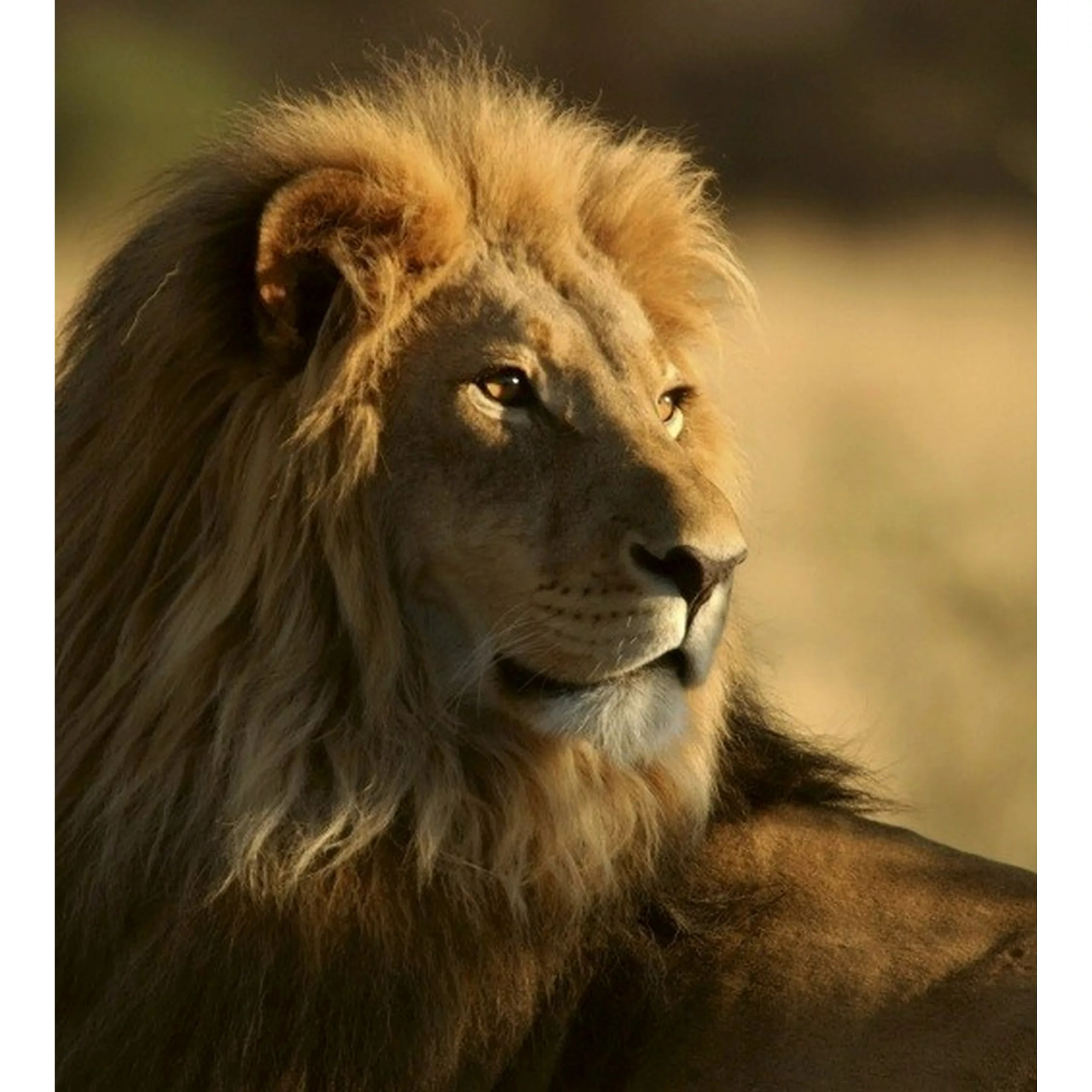 Fototapete LION  | MS-3-0231 | Braun | Digitaldruck auf Vliesträger günstig online kaufen