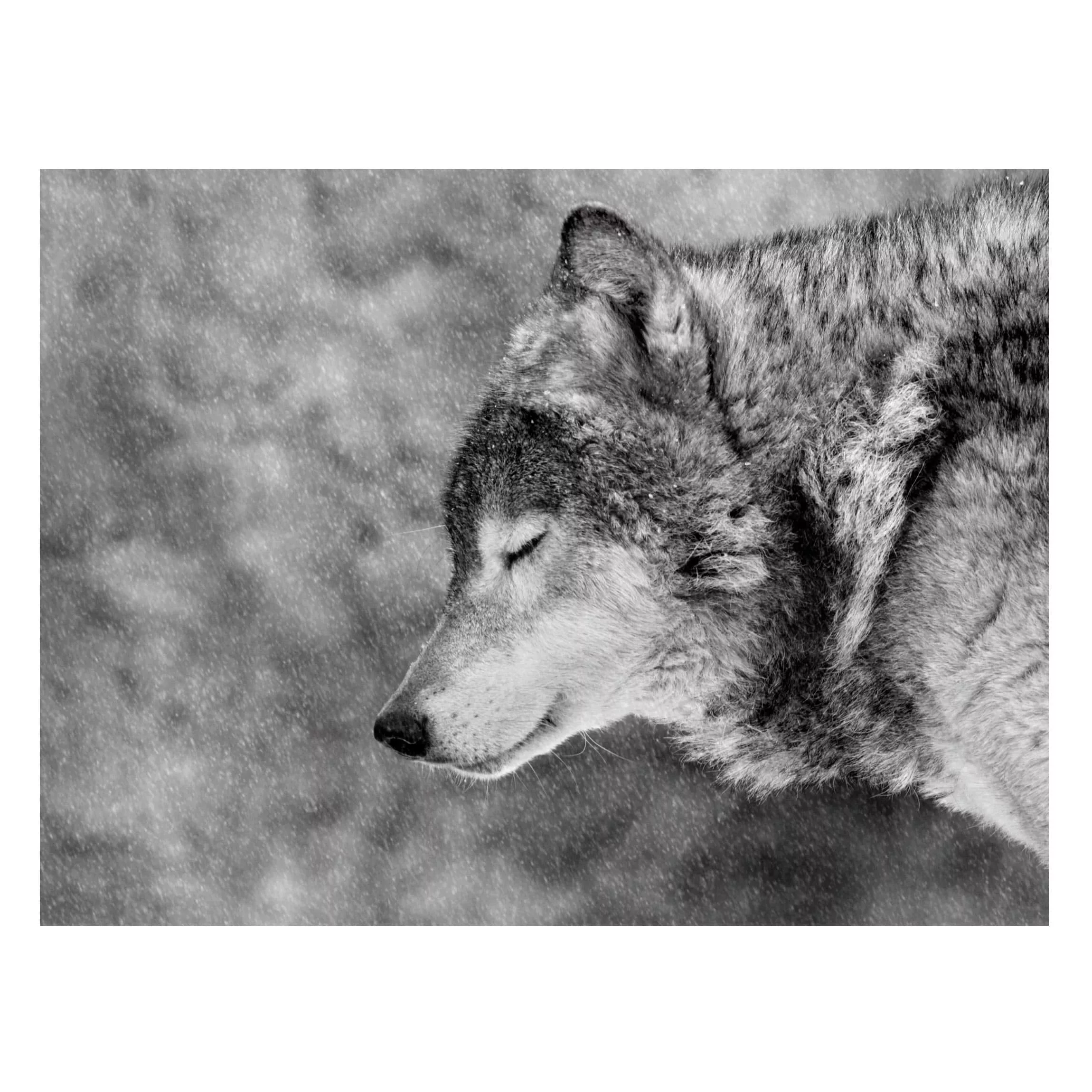 Magnettafel Tiere - Querformat 4:3 Winter Wolf günstig online kaufen