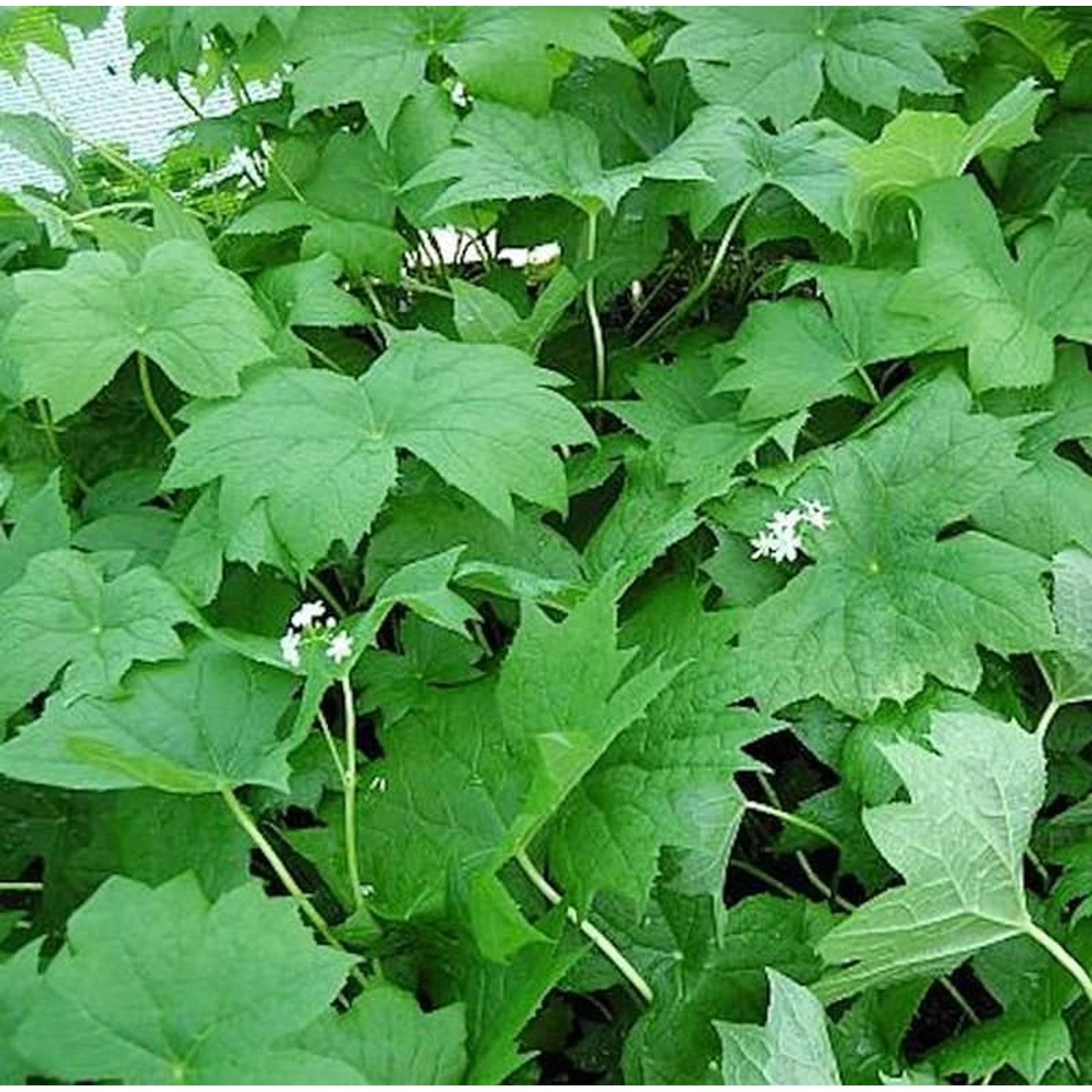 Schirmblatt - Diphylleia cymosa günstig online kaufen