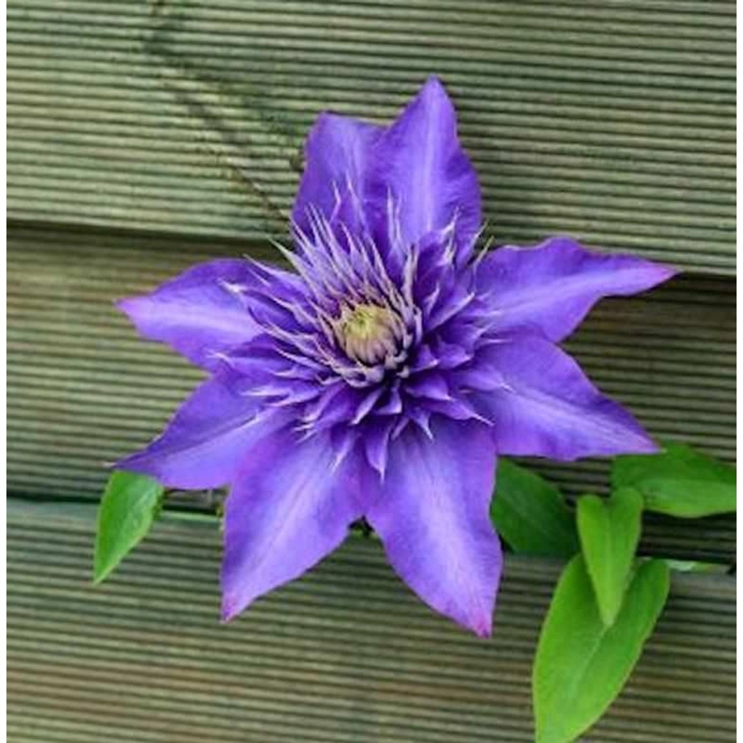 Waldrebe Multi Blue 40-60cm - Clematis günstig online kaufen