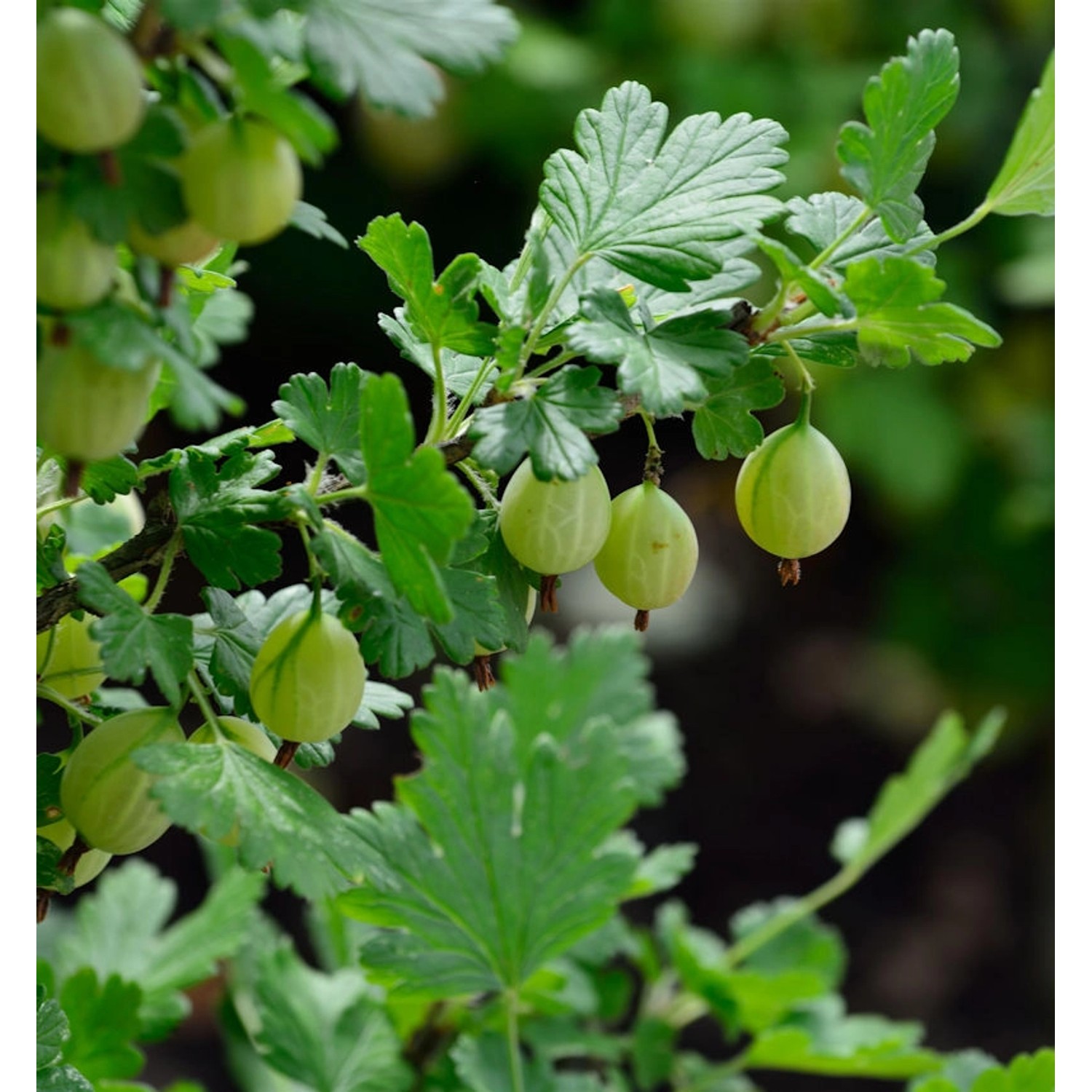 Hochstamm Stachelbeere grün 80-100cm - Ribes uva-crispa günstig online kaufen