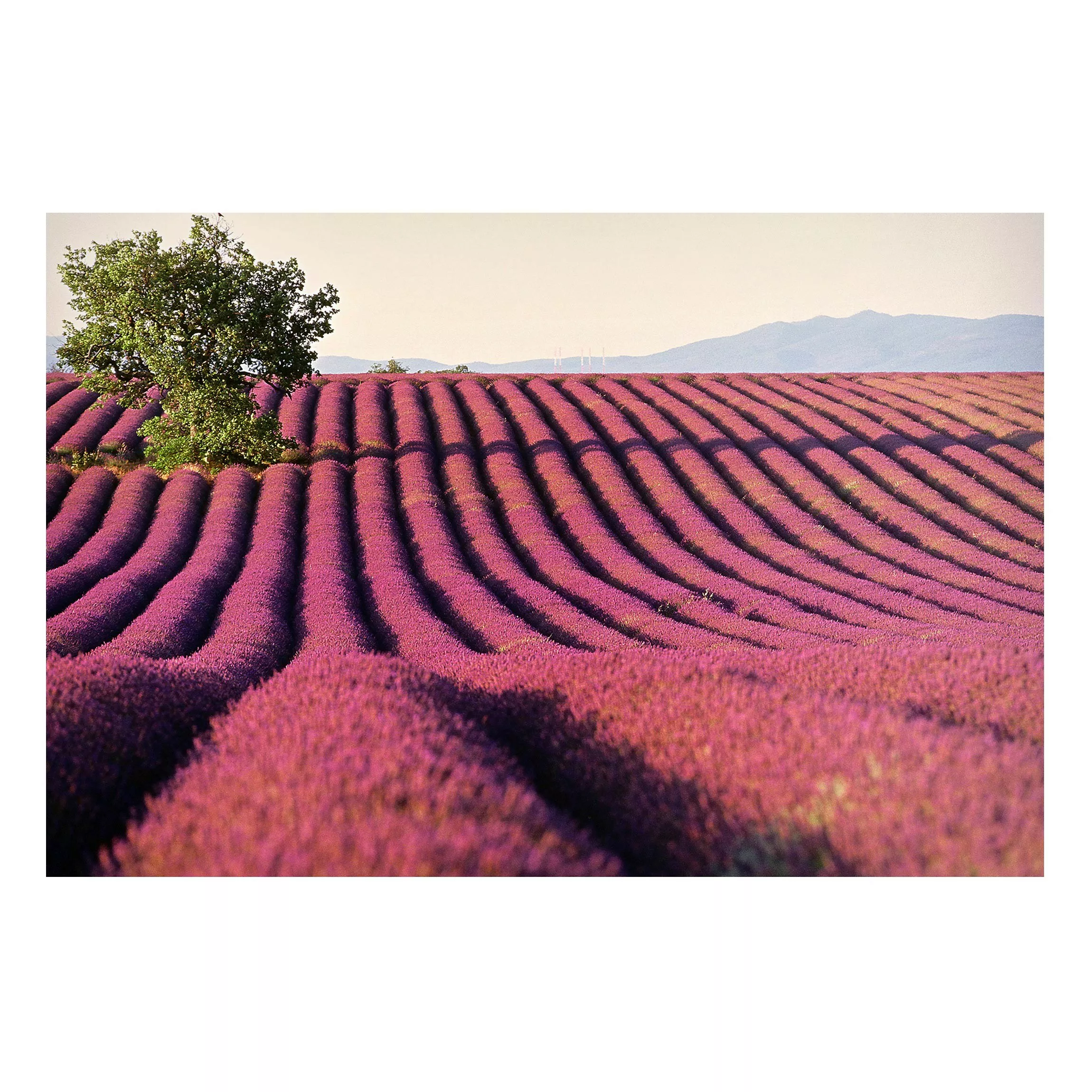 Magnettafel Natur & Landschaft - Querformat 3:2 Lavender günstig online kaufen