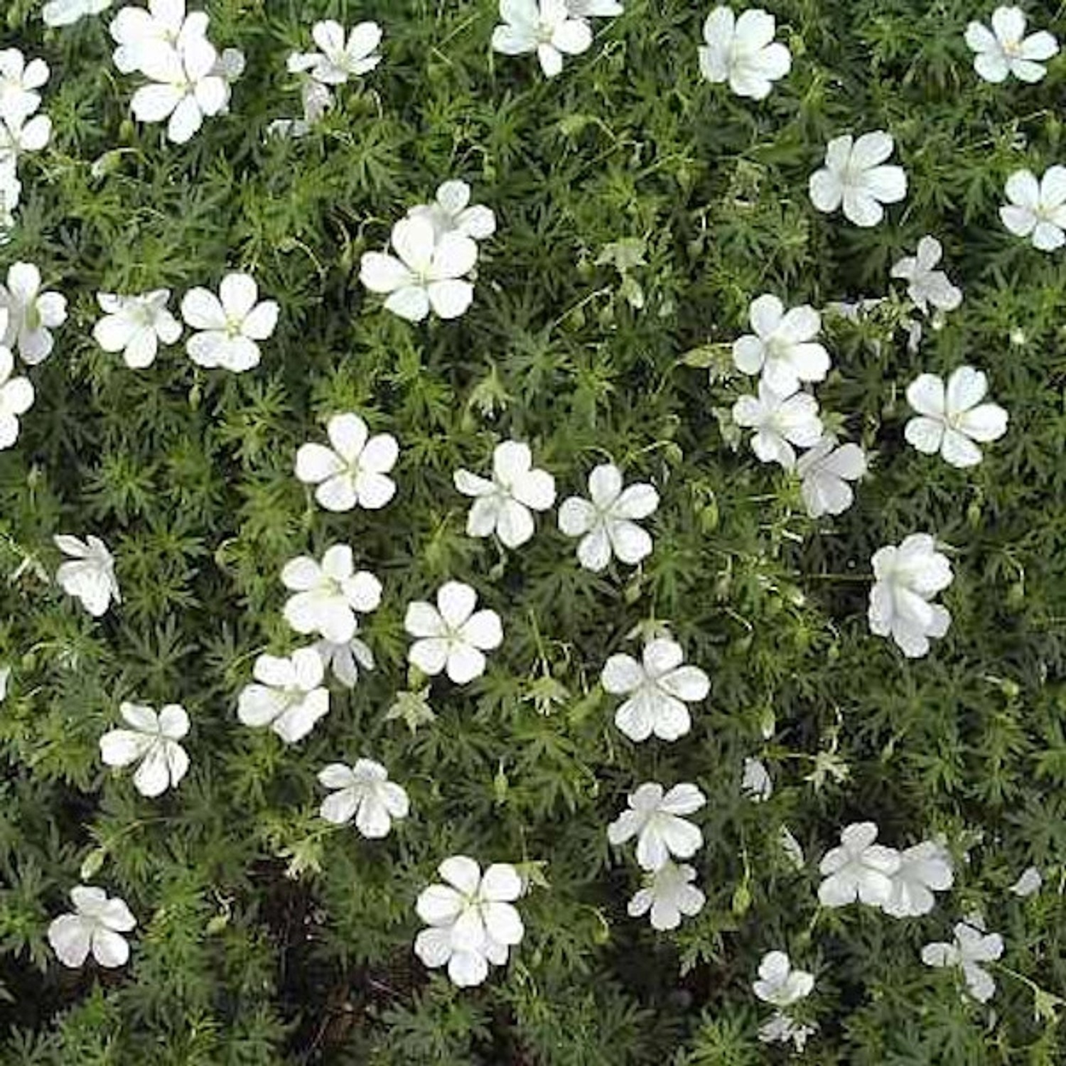 Waldstorchschnabel Album - Geranium sylvaticum günstig online kaufen