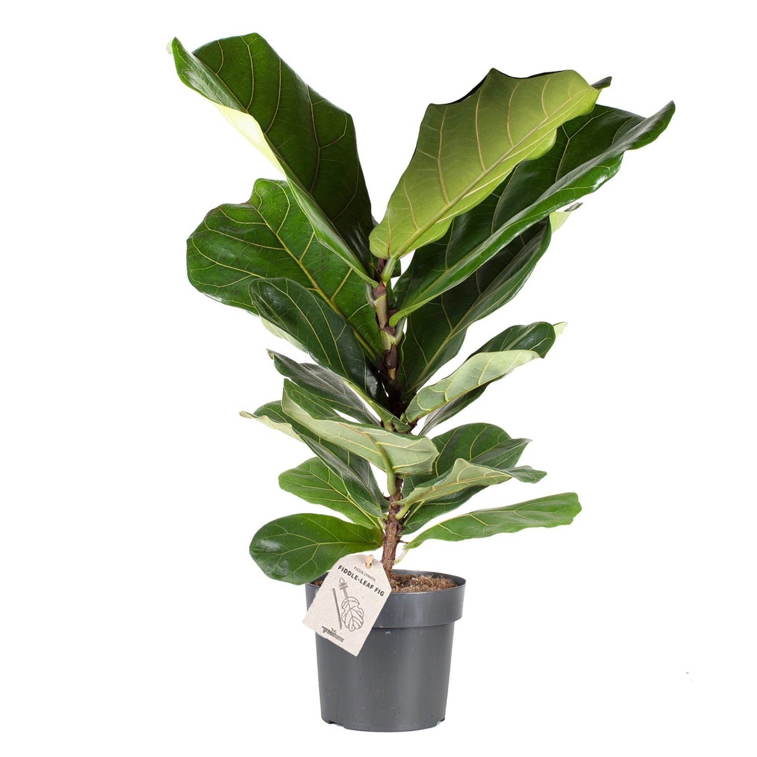 Geigenfeige Höhe ca. 65 - 75 cm Topf-Ø ca. 17 cm Ficus lyrata günstig online kaufen