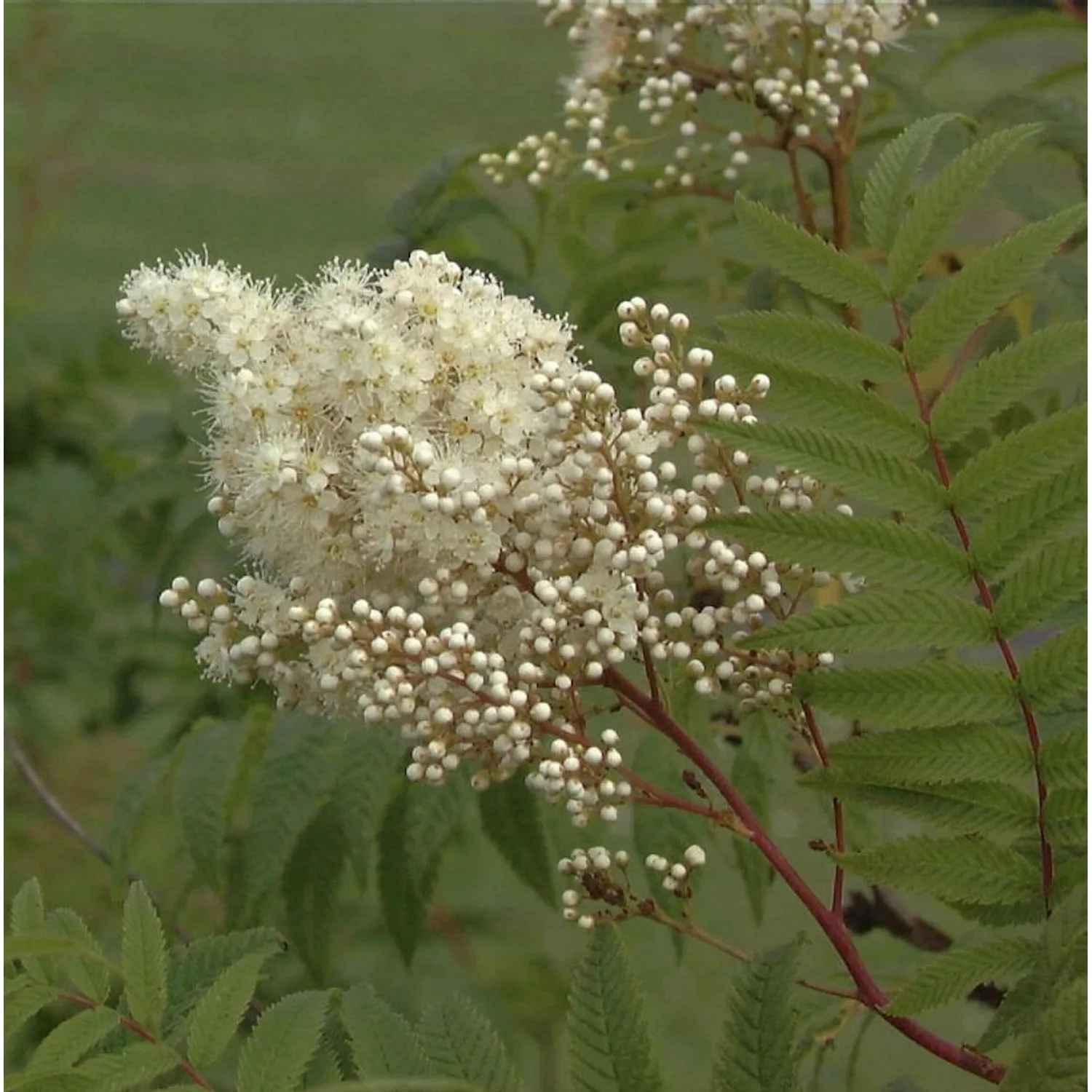 Hohe Fiederspiere 100-125cm - Sorbaria sorbifolia günstig online kaufen