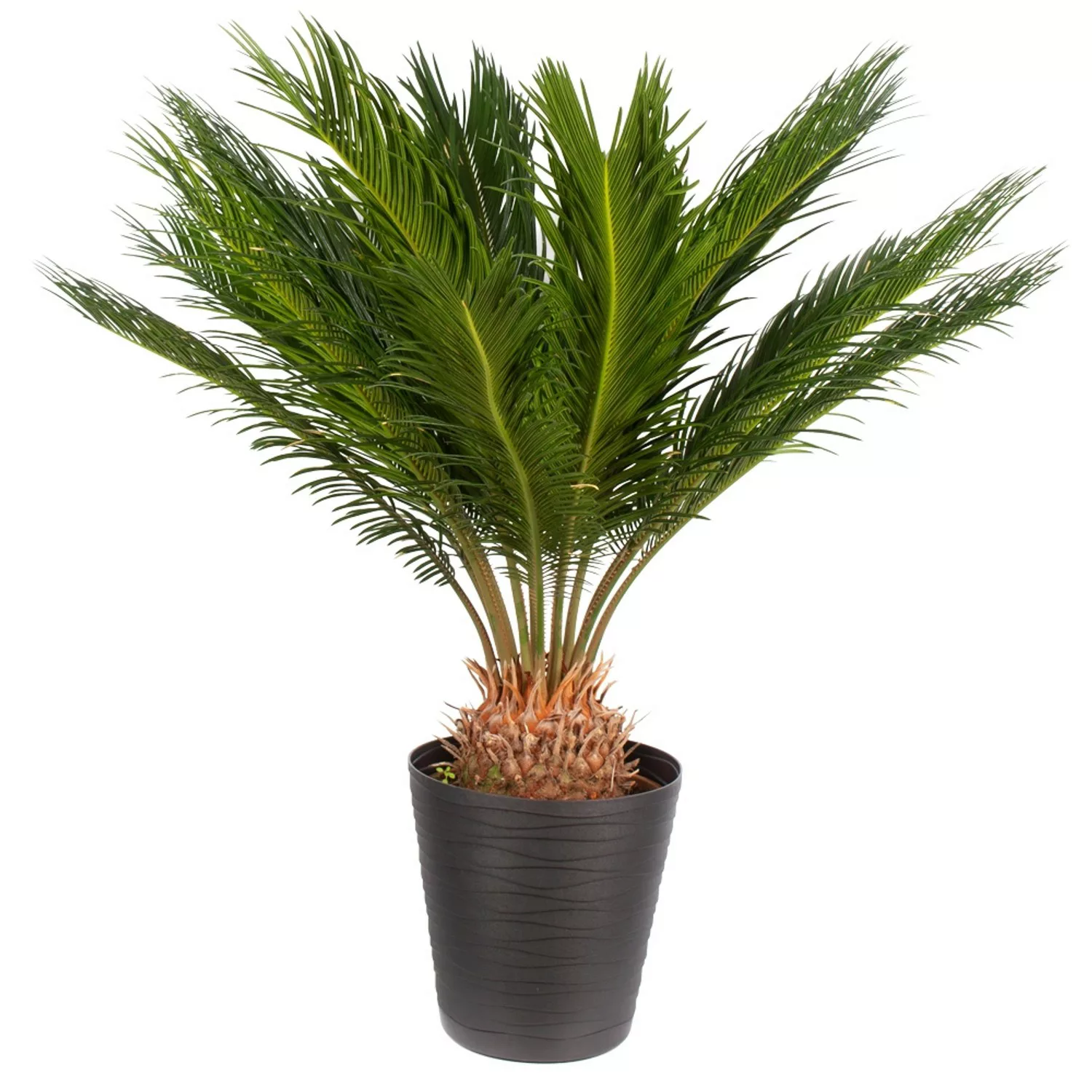 Palmfarn Gratis Topf Zimmerpflanze Höhe ca. 60 cm  Topf-ø 17 cm Cycas Revol günstig online kaufen