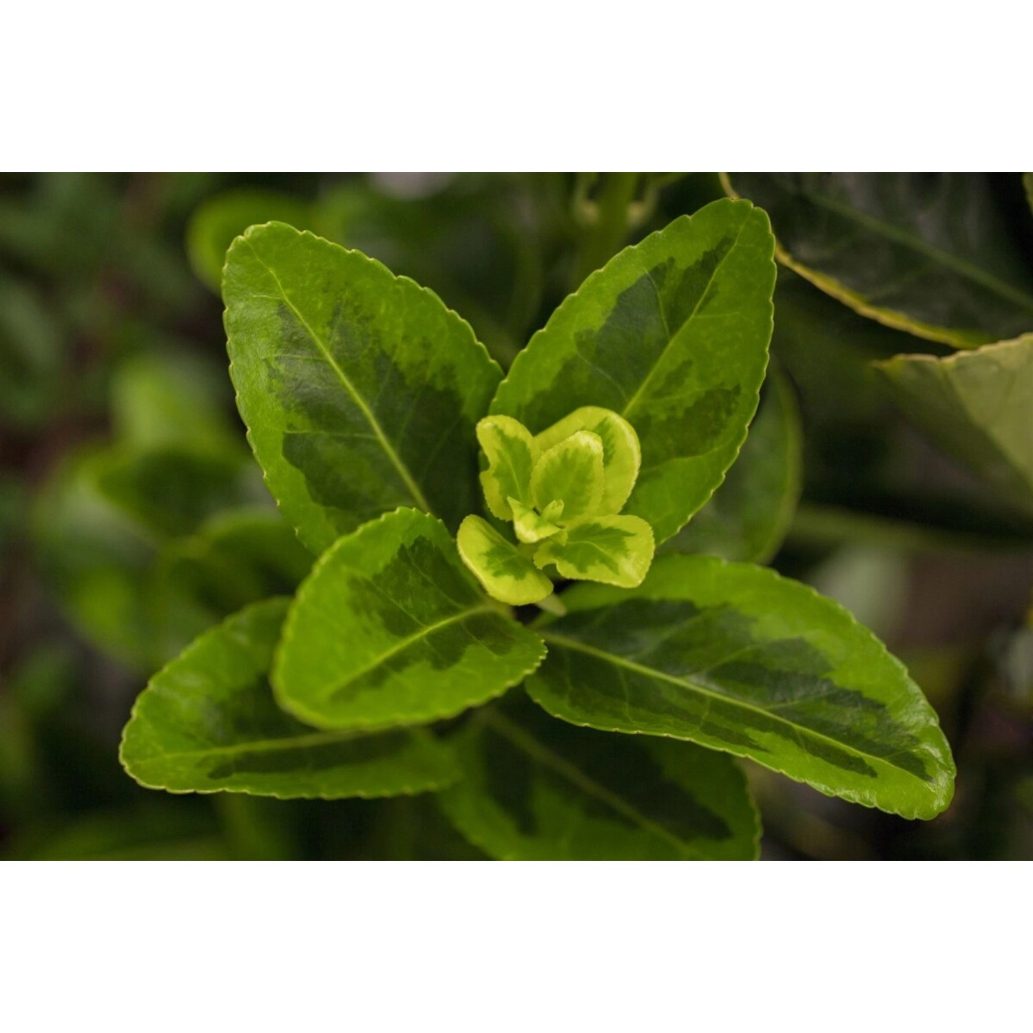 Euonymus Japonicus Aureomarginatus Spindelstrauch Gelb-Grün 100–125 cm günstig online kaufen