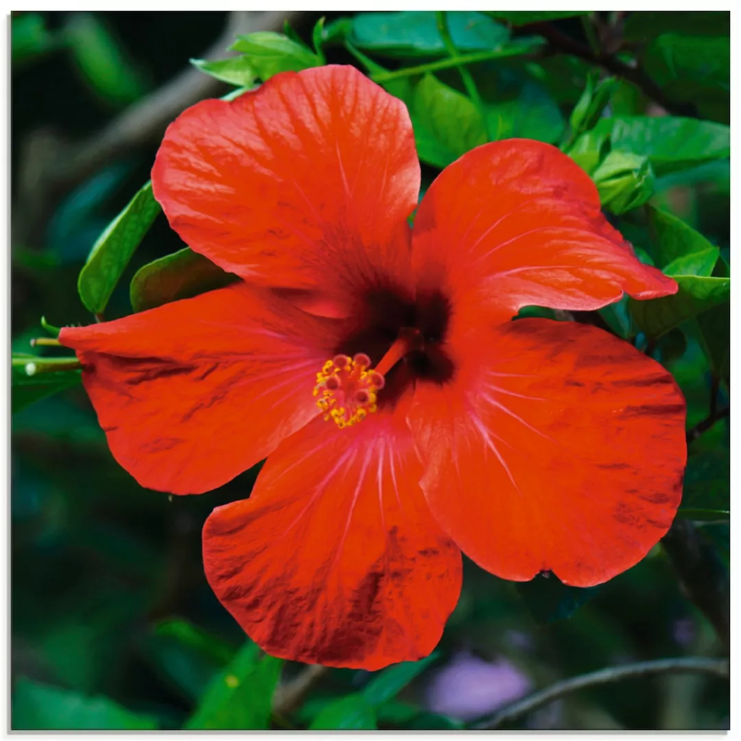 Artland Glasbild »Hawaiiblume«, Blumen, (1 St.) günstig online kaufen