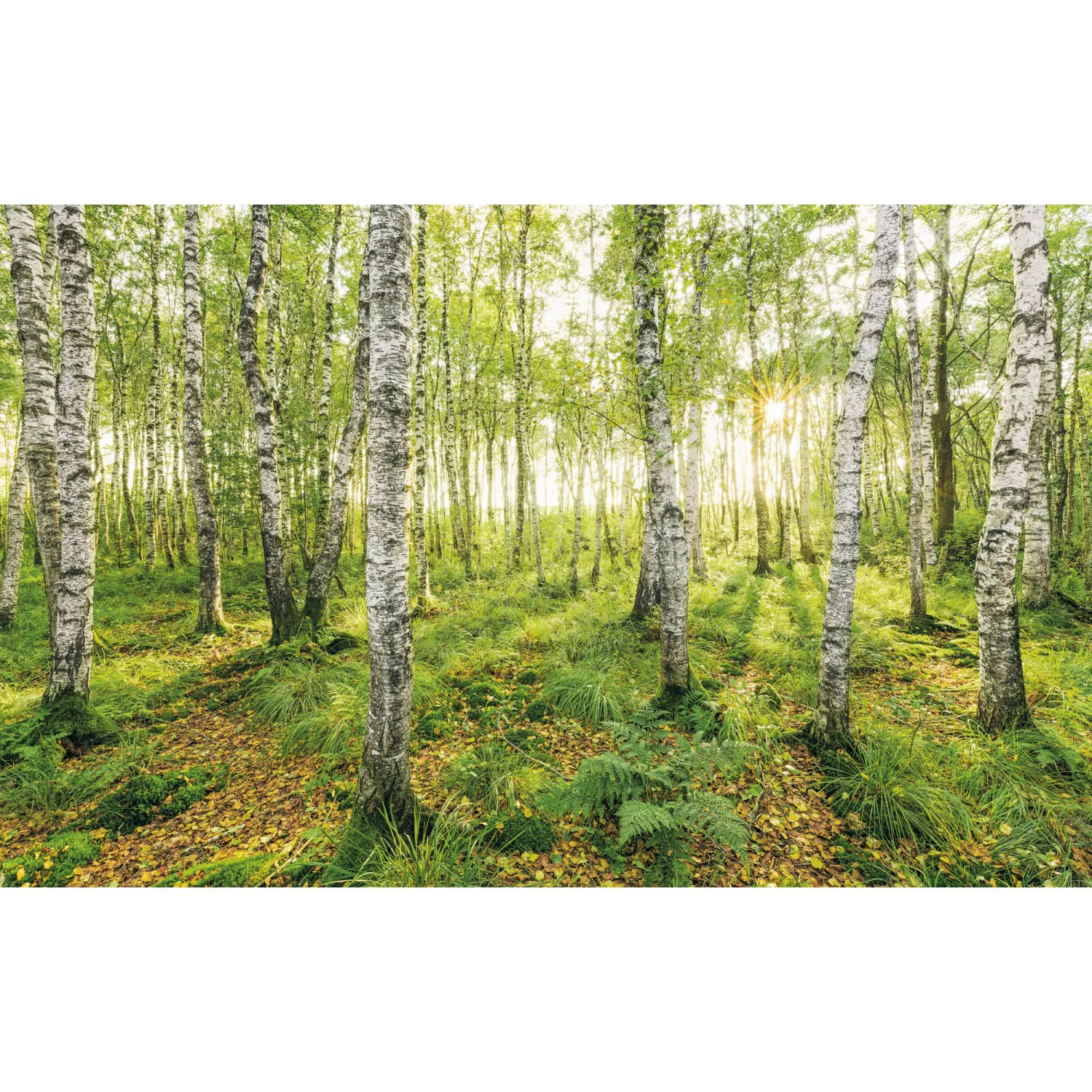 Komar Vliestapete »Birch Trees«, 400x250 cm (Breite x Höhe), Vliestapete, 1 günstig online kaufen