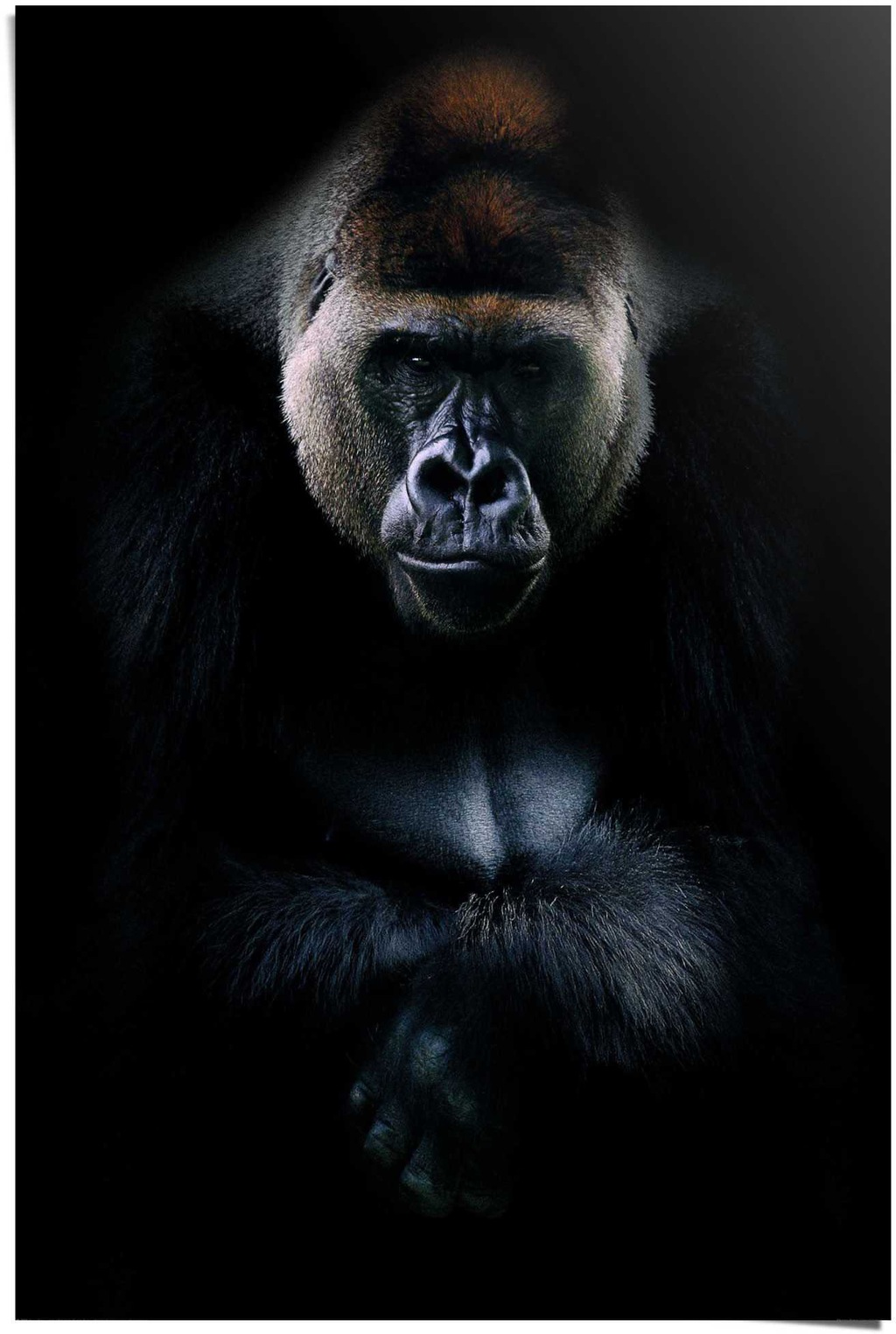 Reinders Poster "Gorilla Gorilla", (1 St.) günstig online kaufen