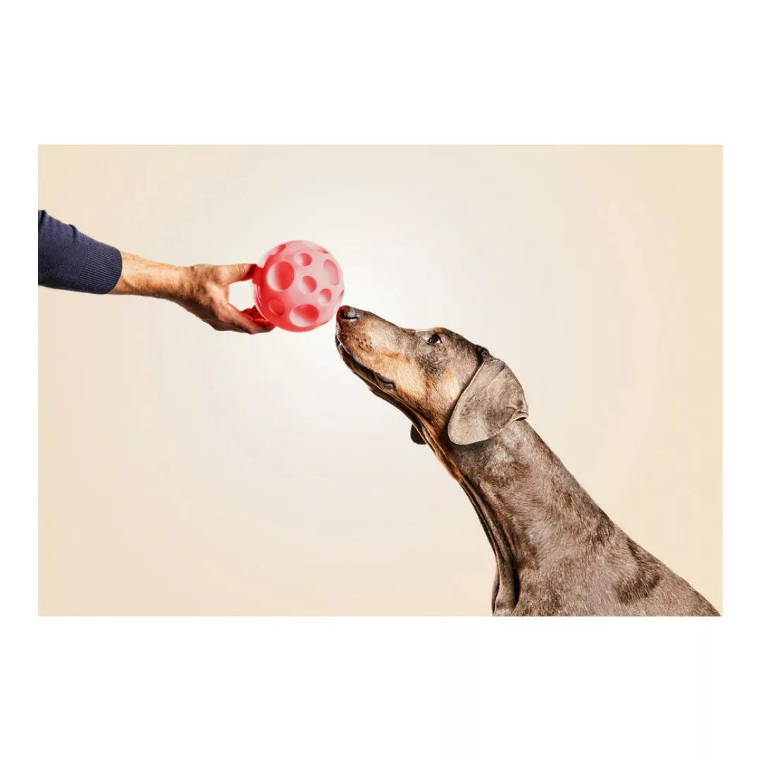 Hundespielzeug Gloria Ausgabegerät Süßigkeiten Gummi (12 Cm) günstig online kaufen