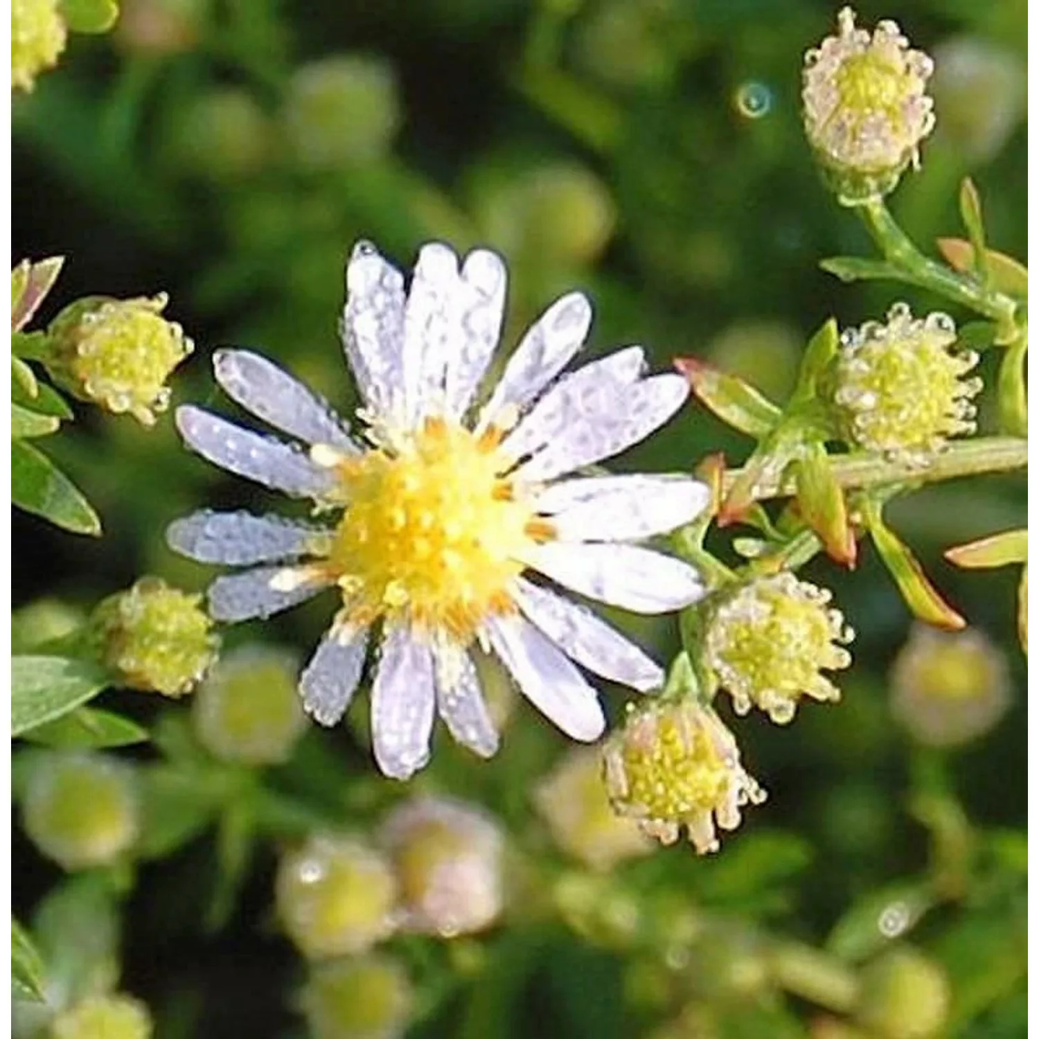 Myrtenaster Erlkönig - Aster ericoides günstig online kaufen