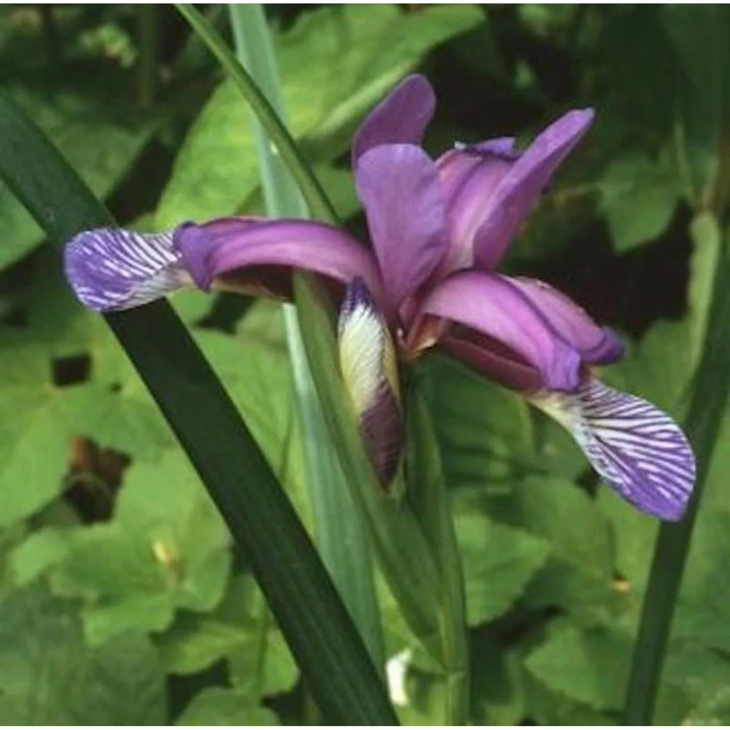 Pflaumen Iris - Iris graminea günstig online kaufen