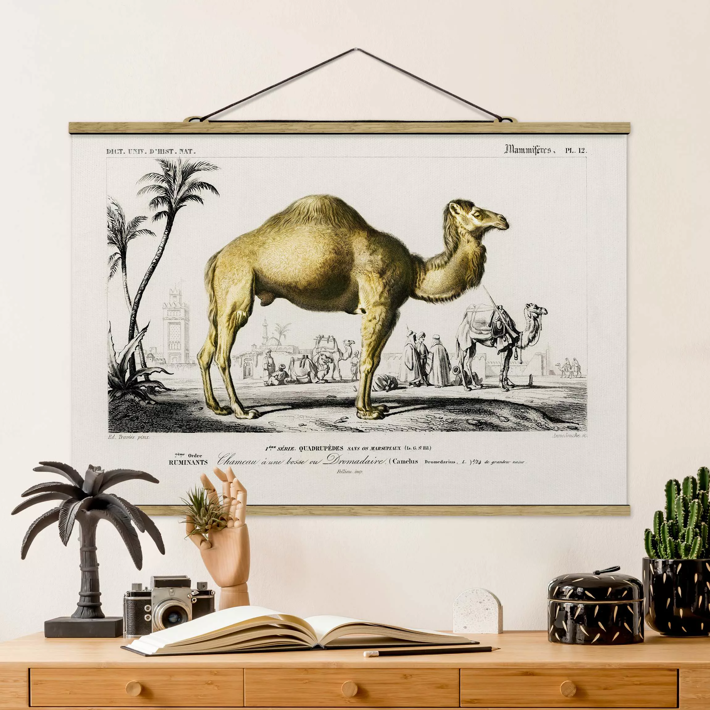 Stoffbild Tiere mit Posterleisten - Querformat Vintage Lehrtafel Dromedar günstig online kaufen