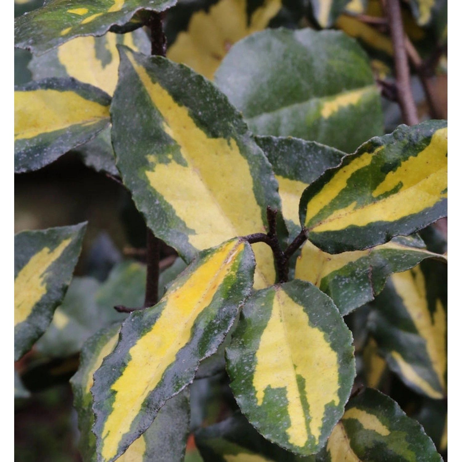 Buntlaubige Ölweide Maculata 30-40cm - Elaeagnus pungens günstig online kaufen