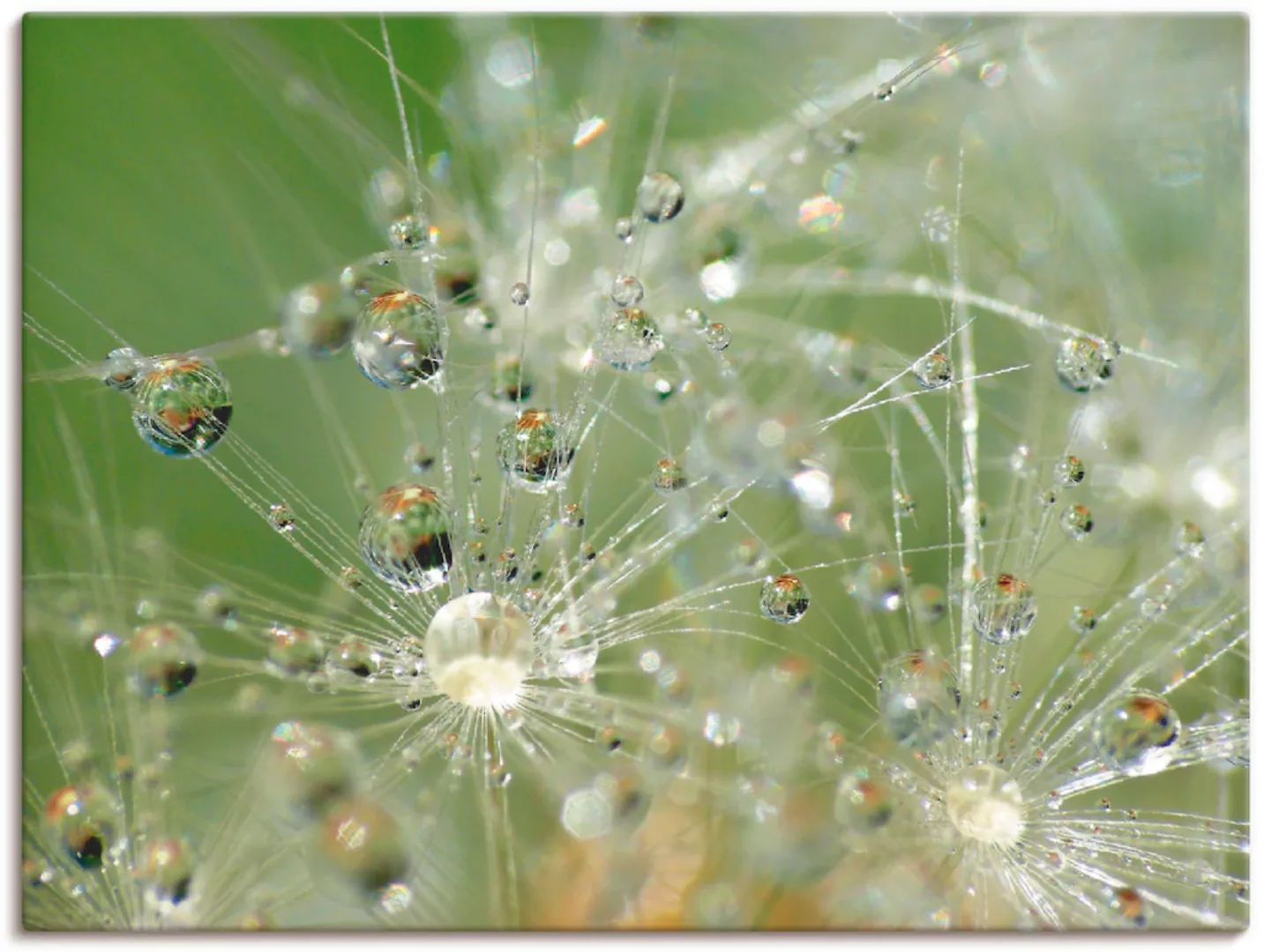 Artland Wandbild "Wassertropfen Pusteblume", Blumen, (1 St.), als Leinwandb günstig online kaufen