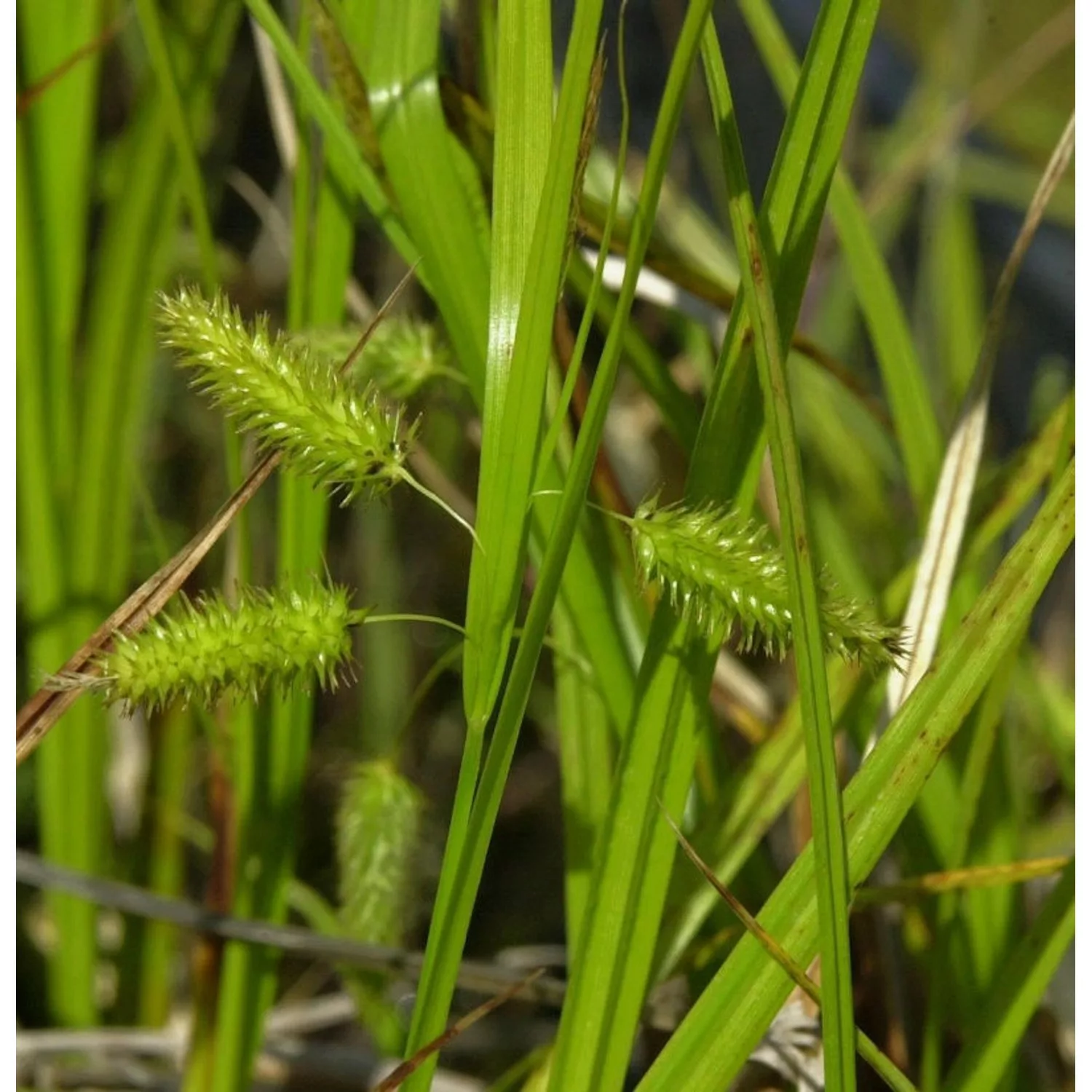 Scheinzypergras - Carex pseudocyperus günstig online kaufen